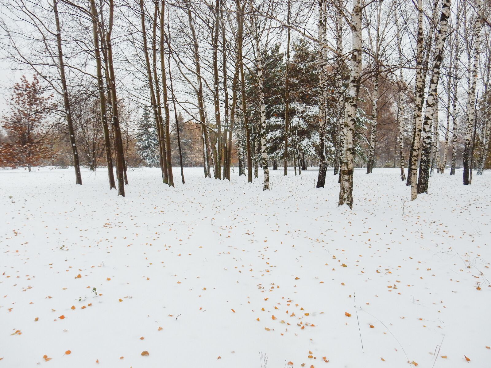 Nikon Coolpix S9900 sample photo. Winter, nature, landscape photography
