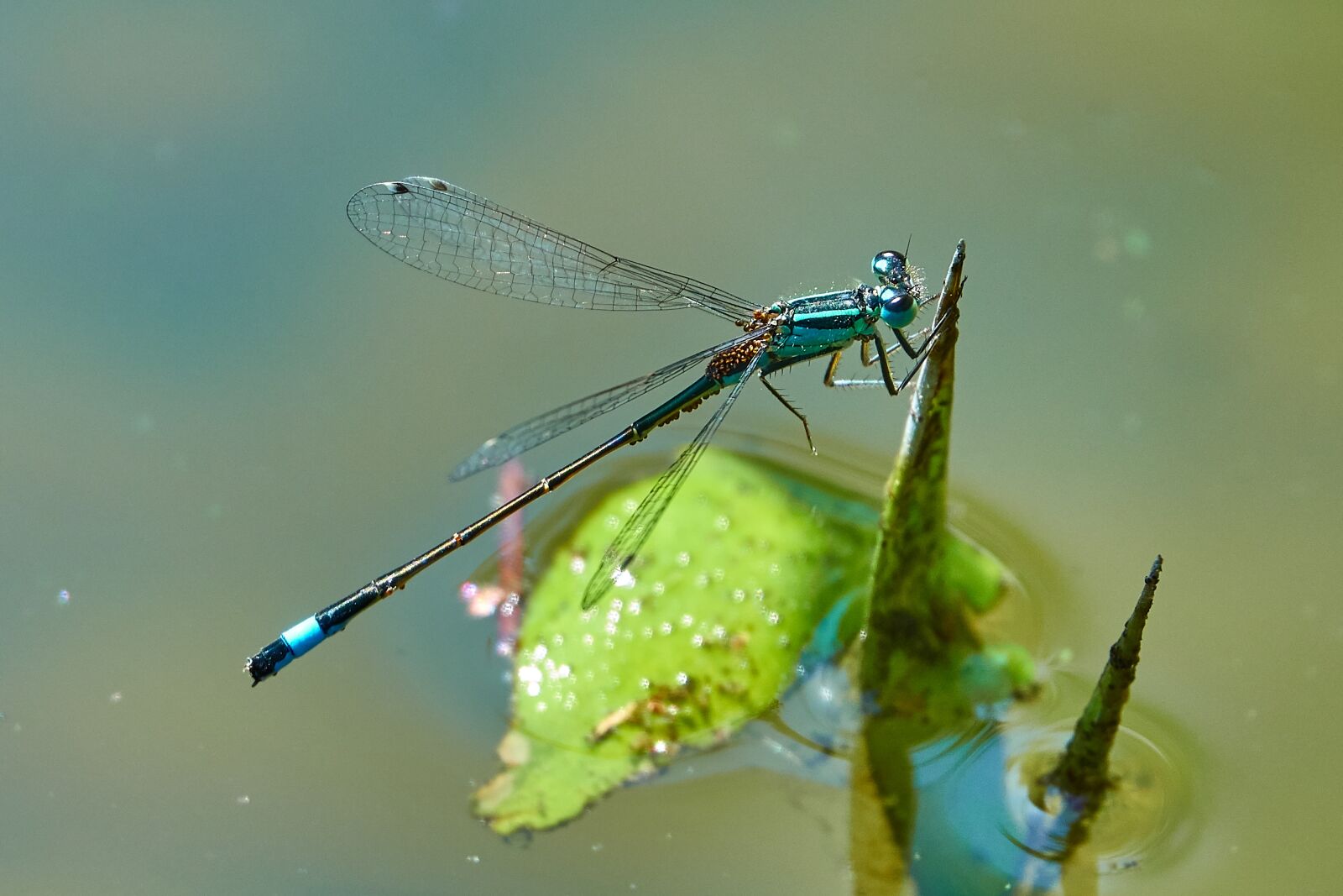 Sony Cyber-shot DSC-RX10 IV sample photo. Dragonfly, green, insect photography