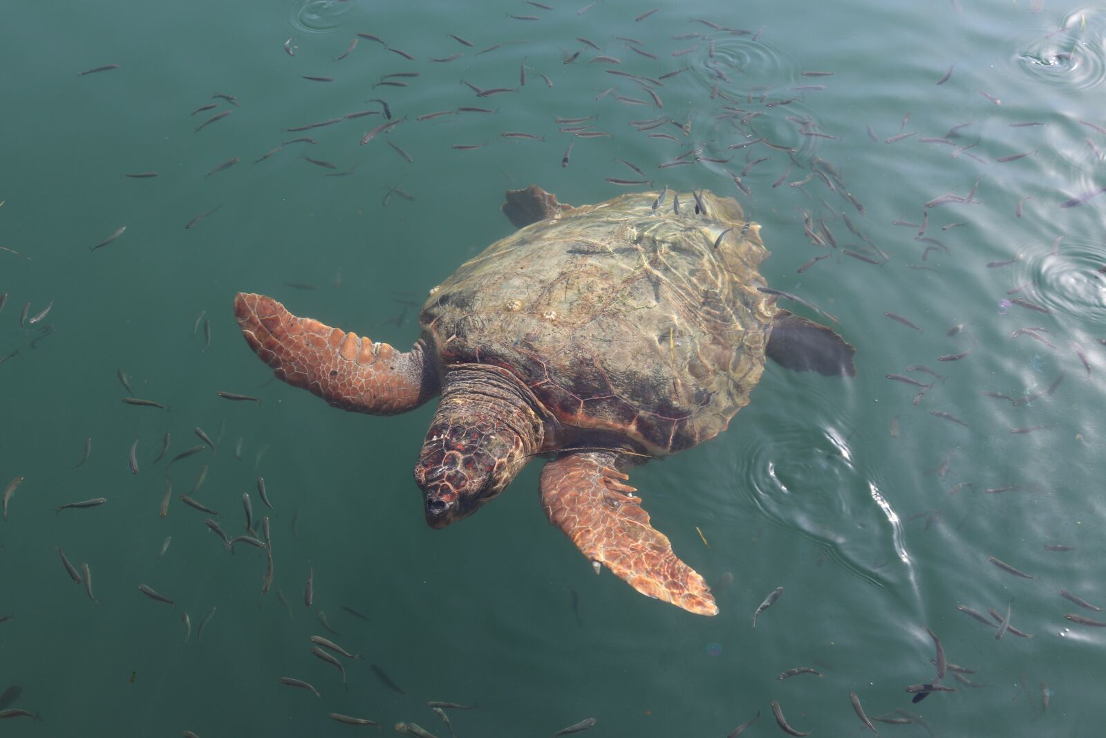 Canon EOS 200D (EOS Rebel SL2 / EOS Kiss X9) sample photo. Caretta, caretta caretta, sea photography