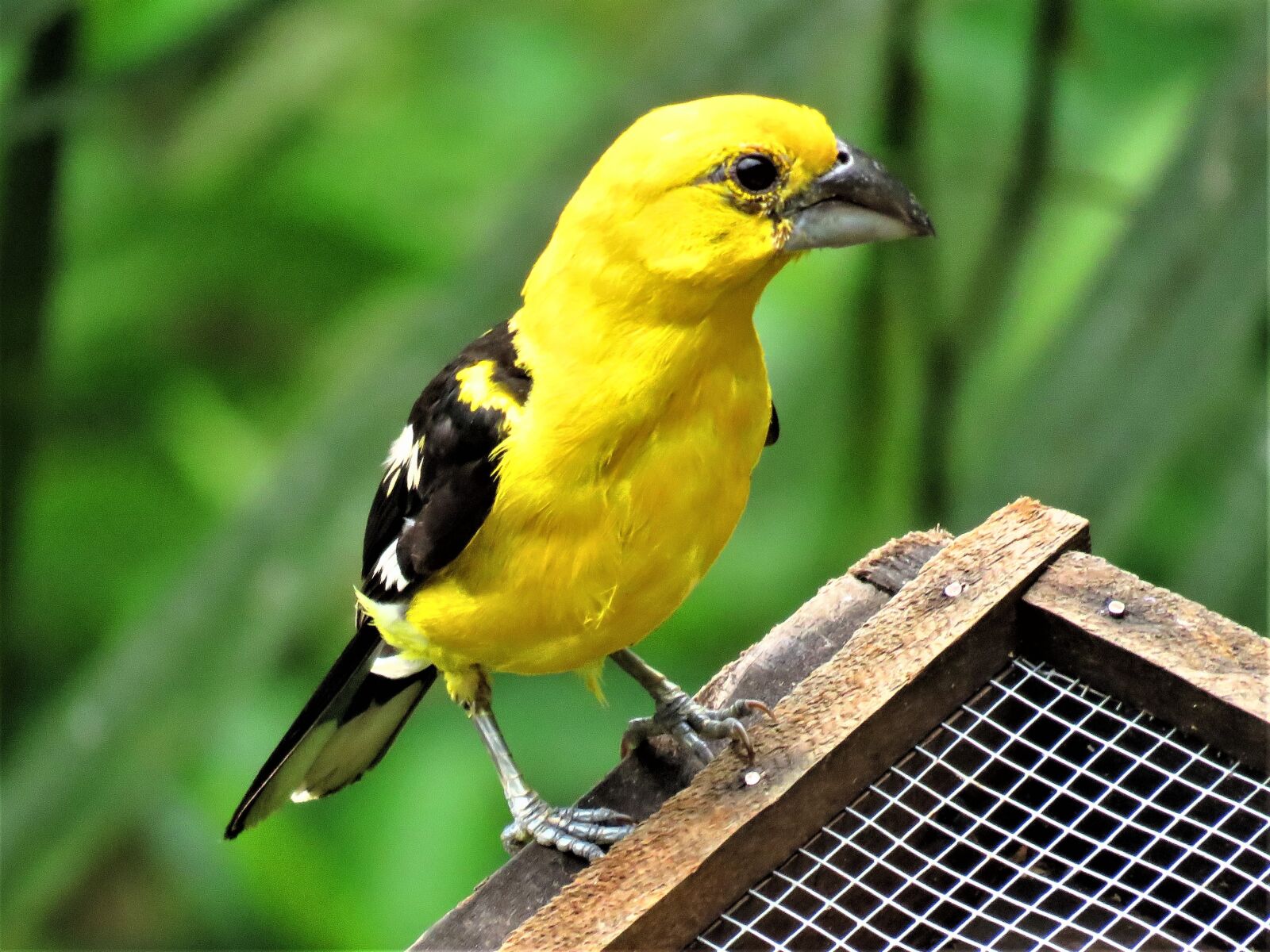 Canon PowerShot SX60 HS sample photo. Yellow bird, oriole, tropical photography