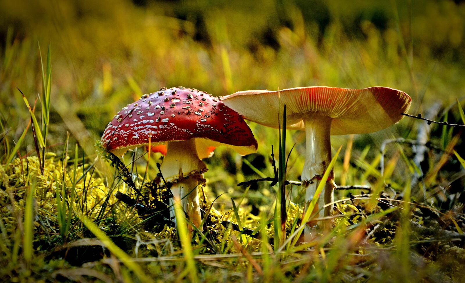 Nikon D5100 sample photo. Nature, poisonous mushrooms, amanita photography