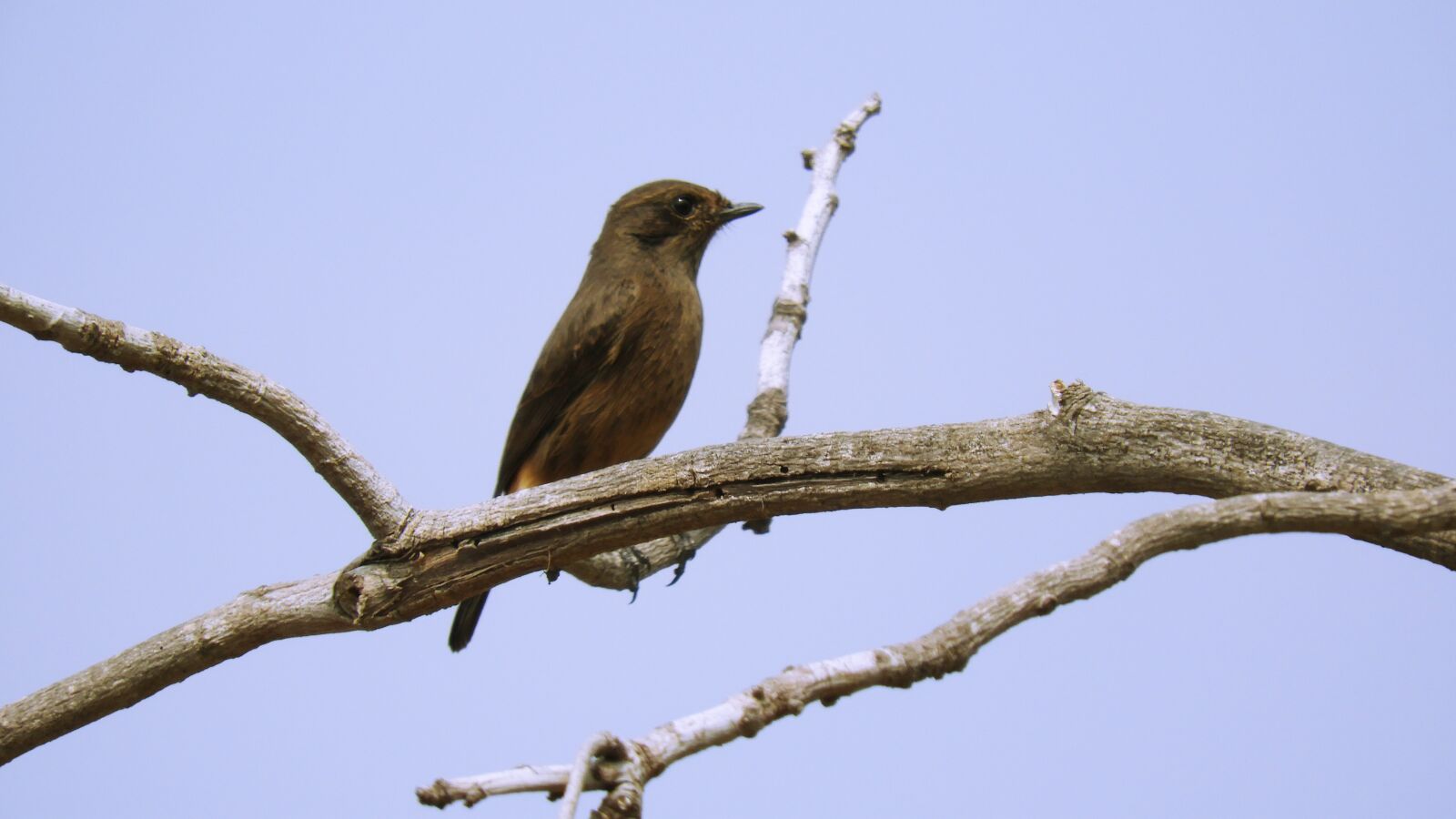 Nikon Coolpix B700 sample photo. Bird, nature, wildlife photography