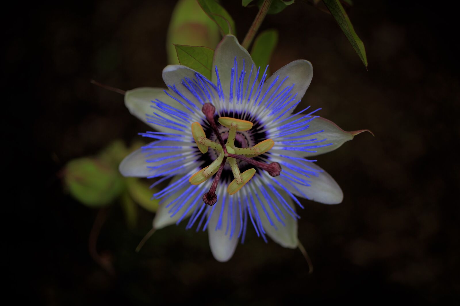 Canon EF-S 35mm F2.8 Macro IS STM sample photo. Passion flower, blue, purple photography