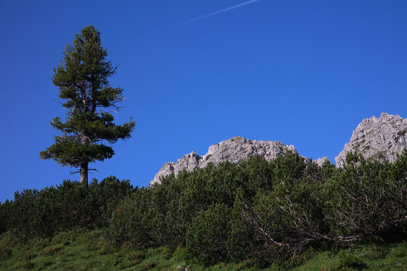 Samsung NX300 sample photo. Pine, conifer, tree photography