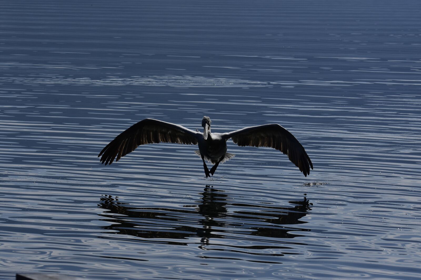 Nikon D7200 sample photo. Birds, flights, nature photography