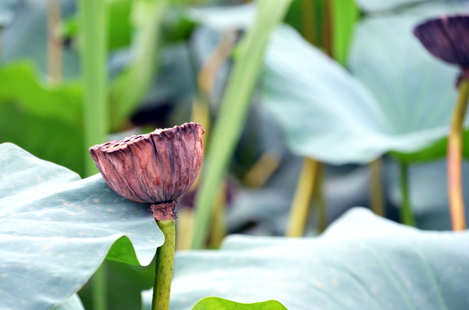 Nikon D7000 sample photo. Lotus, flowers, semi circle photography