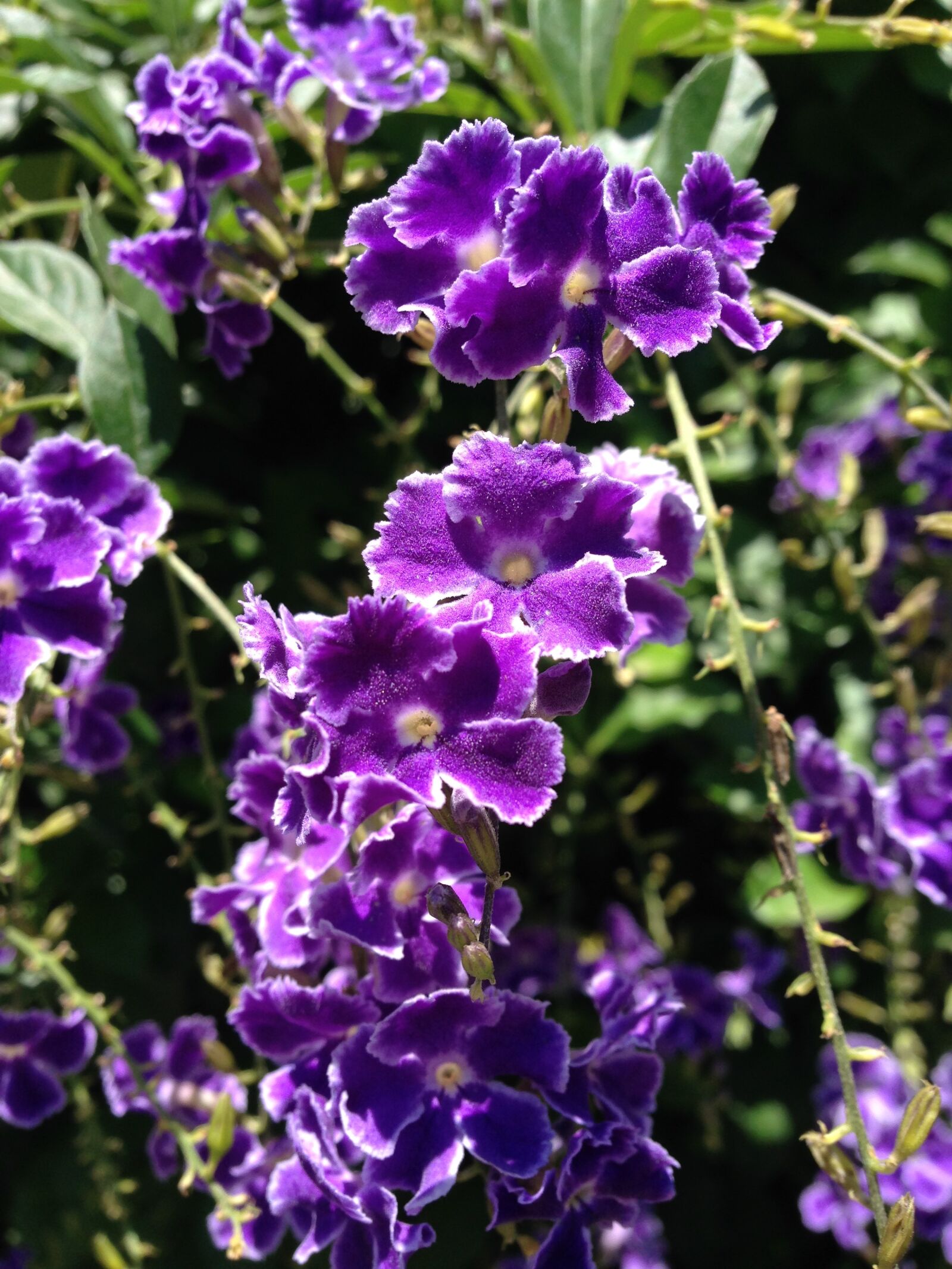 Apple iPhone 5 sample photo. Violet, flower, garden photography