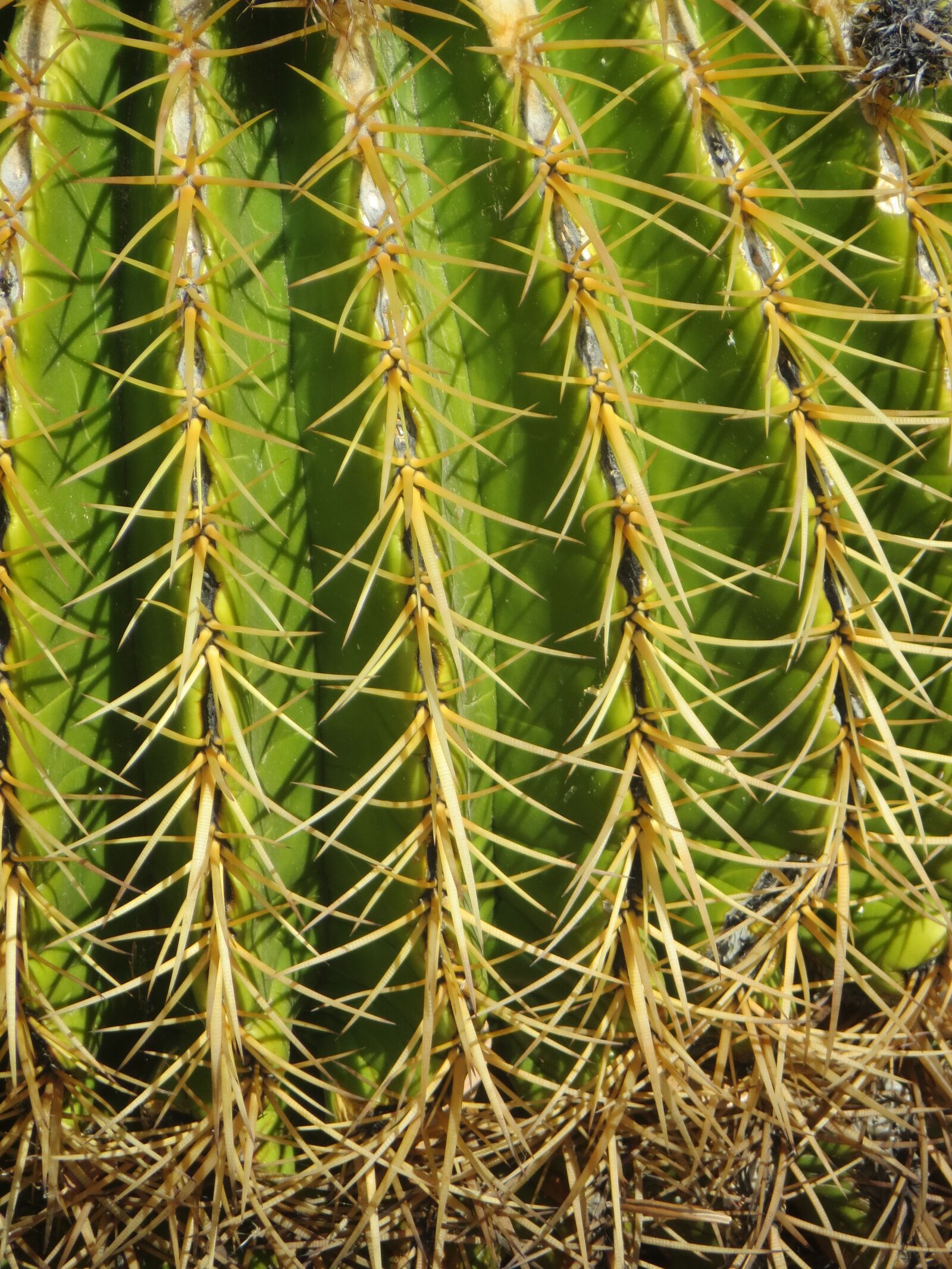 Canon PowerShot SX260 HS sample photo. Cactus, desert, needles photography