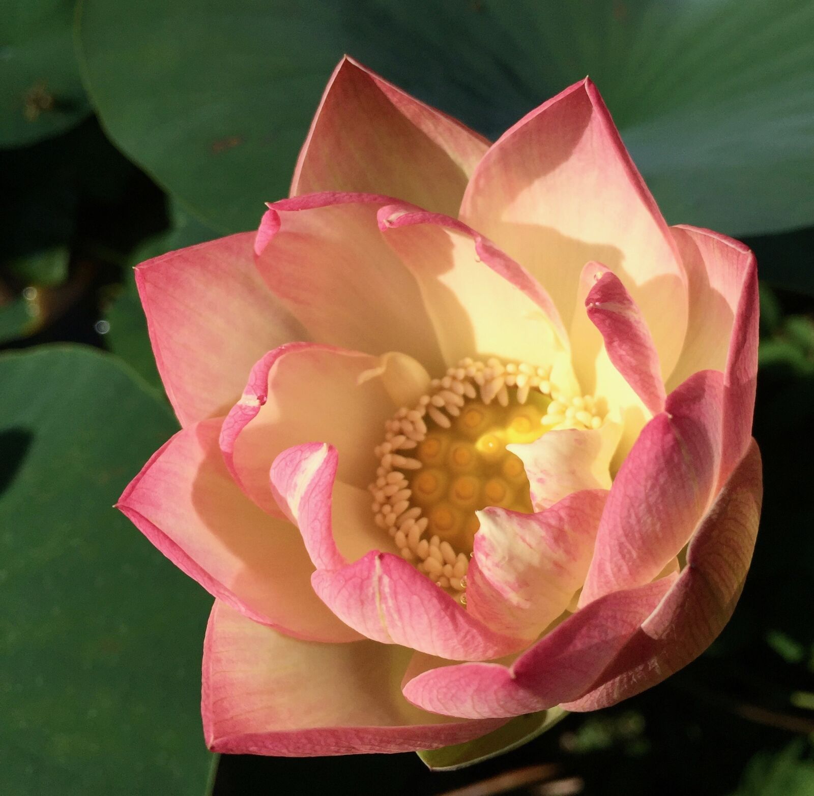 Apple iPhone 6 sample photo. Lotus, blossom, bloom photography