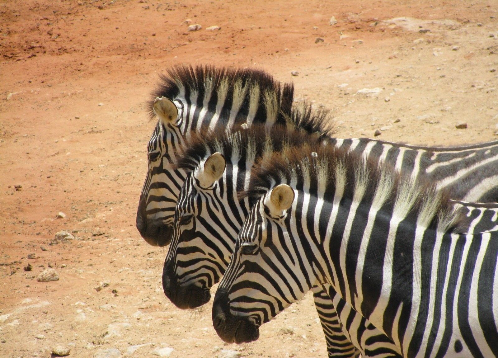 Canon POWERSHOT SX100 IS sample photo. Zebras, safari, africa photography