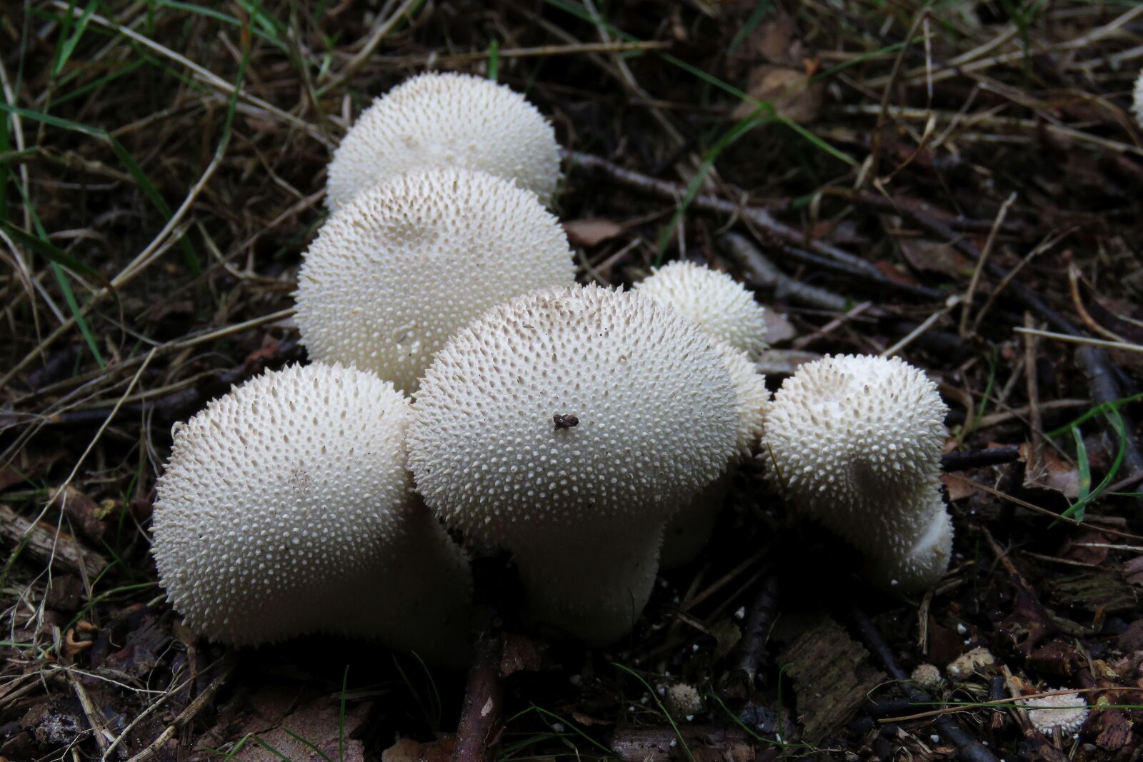 Canon PowerShot SX60 HS sample photo. Fungi, forrest, nature photography