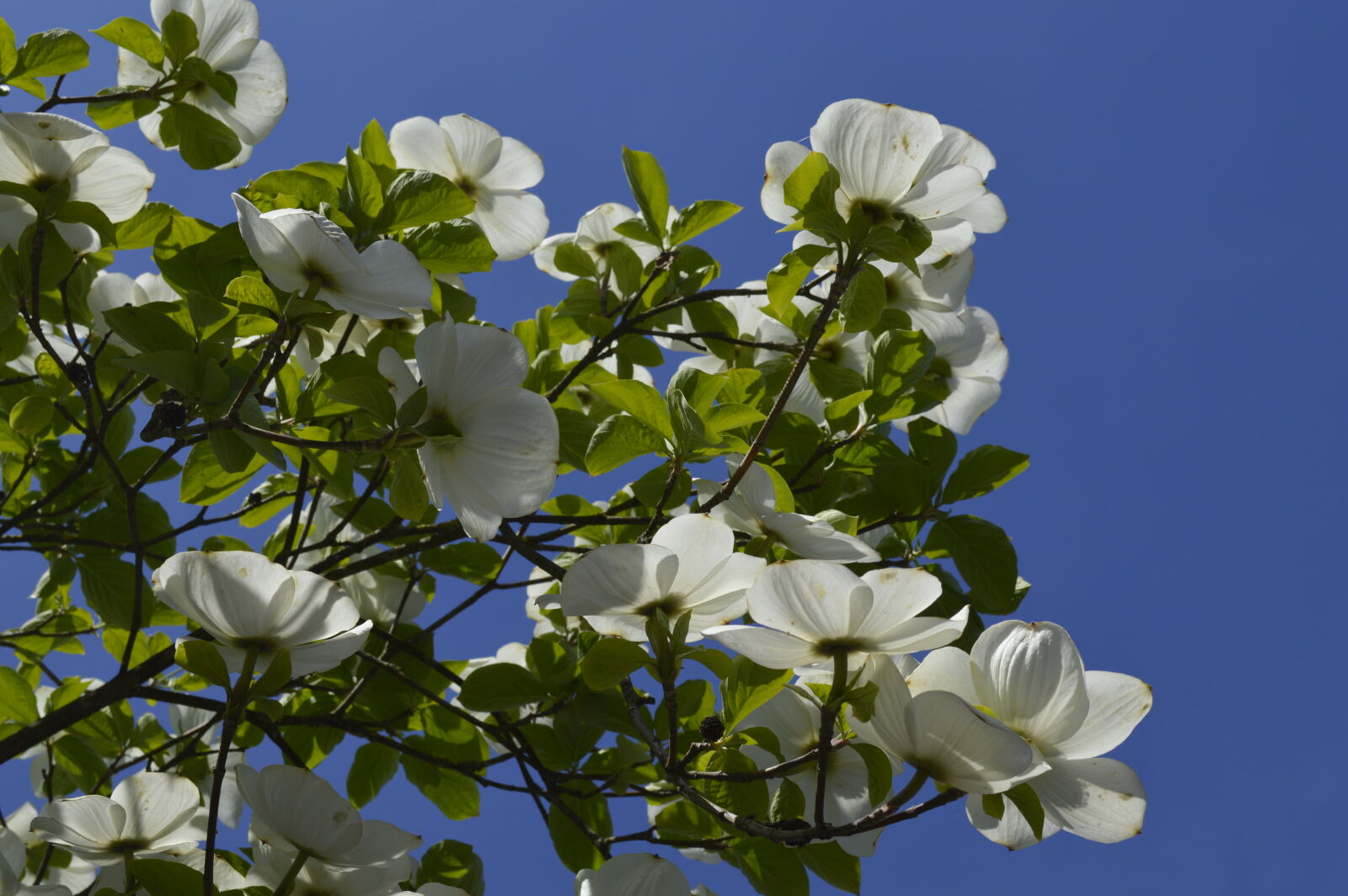 Nikon D3200 sample photo. Blue, sky, green, white photography