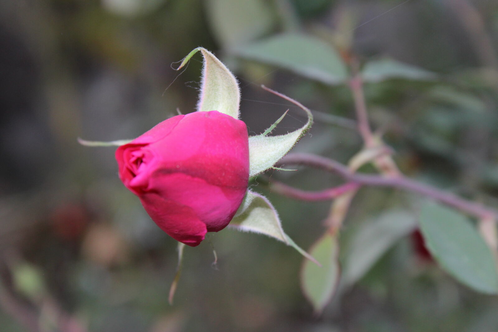 Canon EOS 700D (EOS Rebel T5i / EOS Kiss X7i) sample photo. Click, of, babl photography