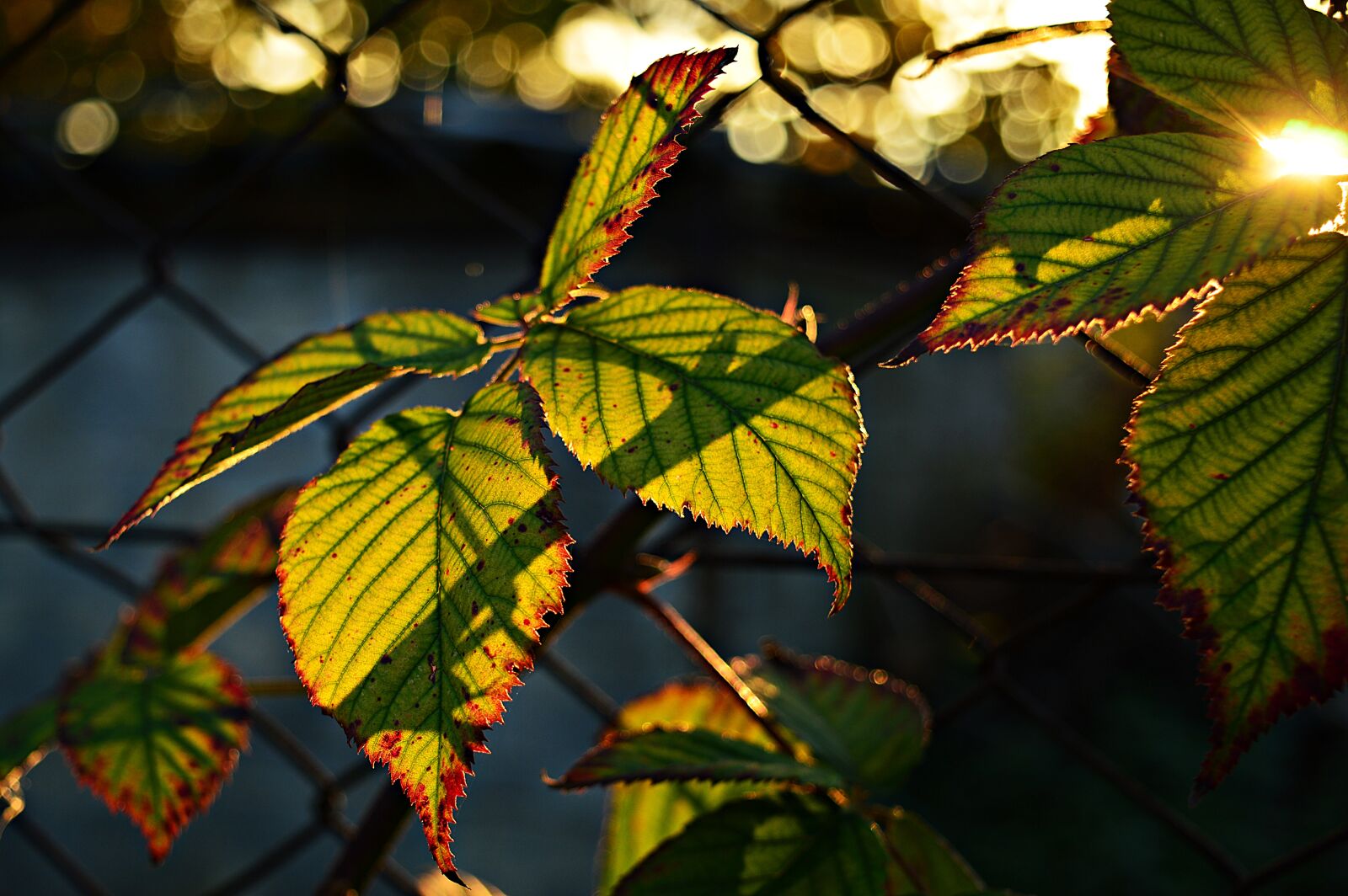 Nikon D3200 sample photo. Blackberry, leaves, bush photography