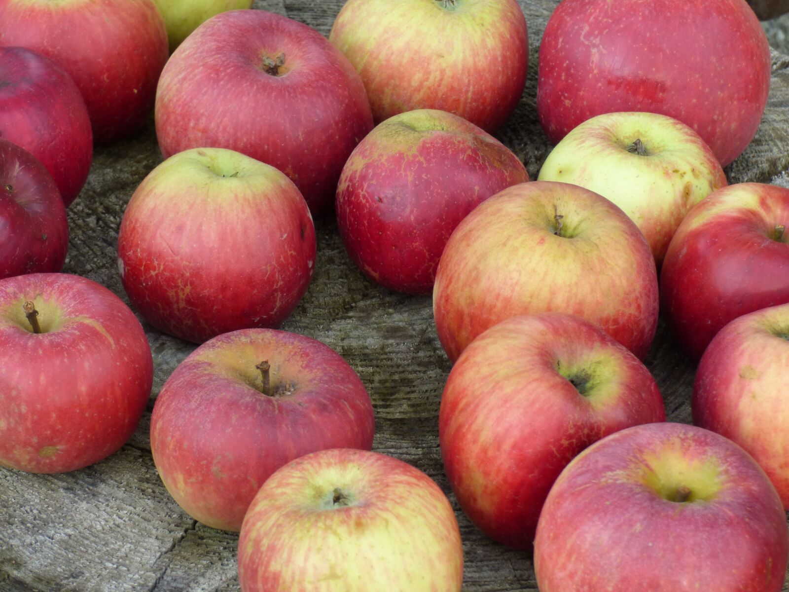 Panasonic DMC-FZ72 sample photo. Apples, autumn, garden photography
