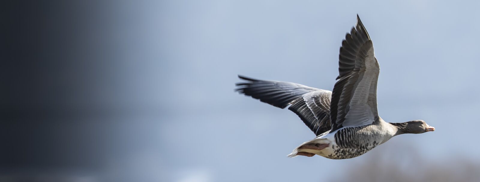 Canon EF 300mm F2.8L IS USM sample photo. Duck, canard, waterfowl photography