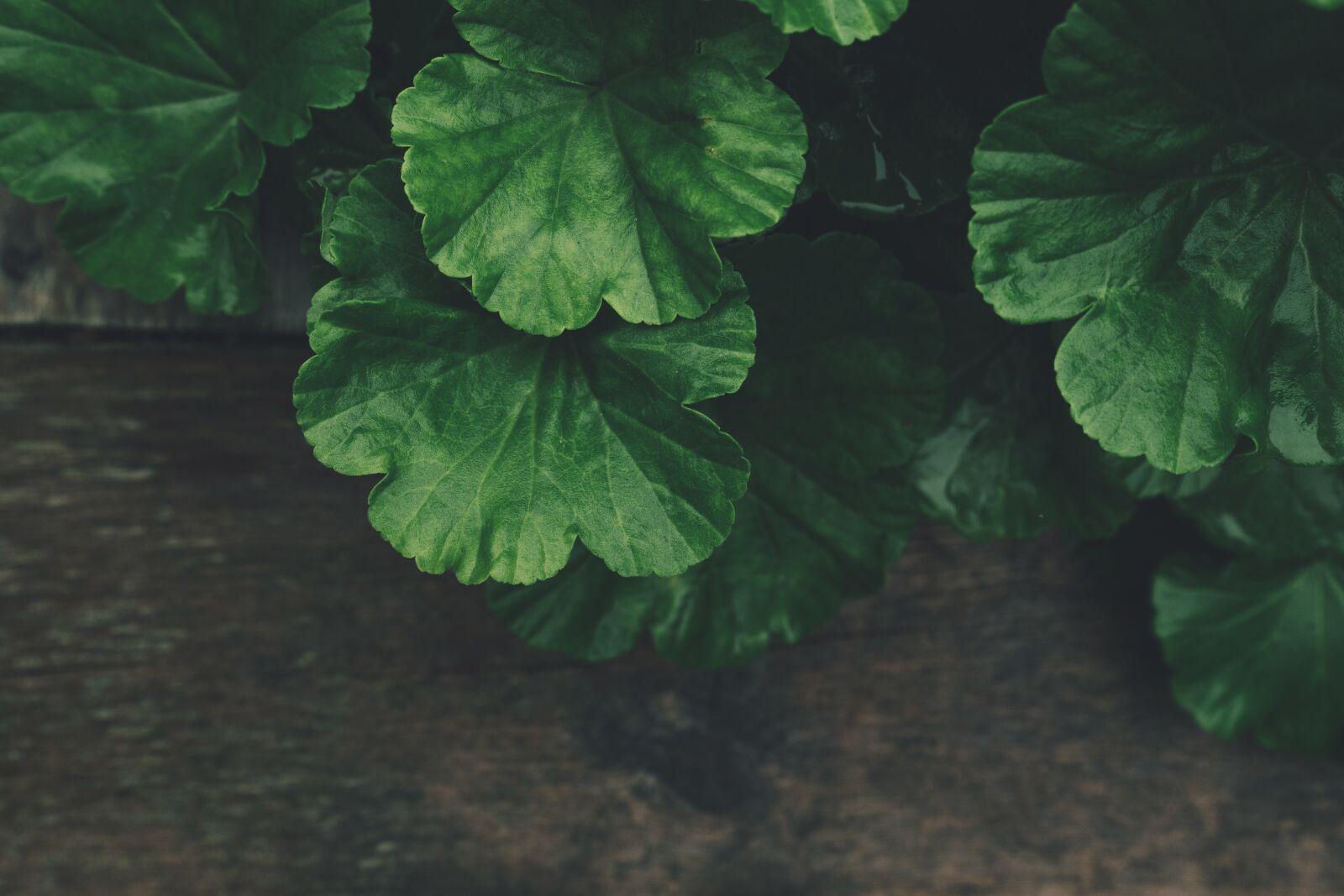 Sony a7 II + Sony FE 28-70mm F3.5-5.6 OSS sample photo. Environment, growth, leaves photography