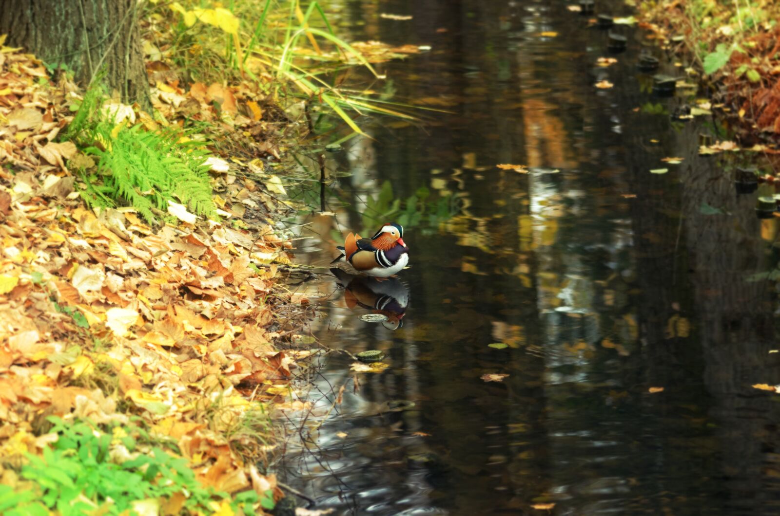 Nikon D5100 sample photo. Bird, duck, mandarin photography