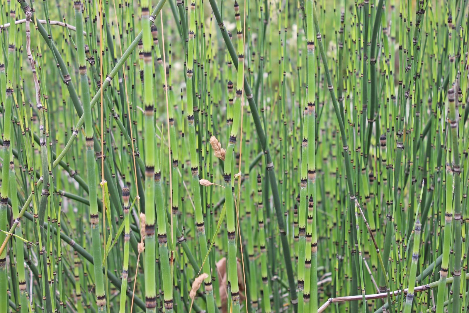 Canon EOS 1100D (EOS Rebel T3 / EOS Kiss X50) sample photo. Bamboo, bamboo cane, plant photography