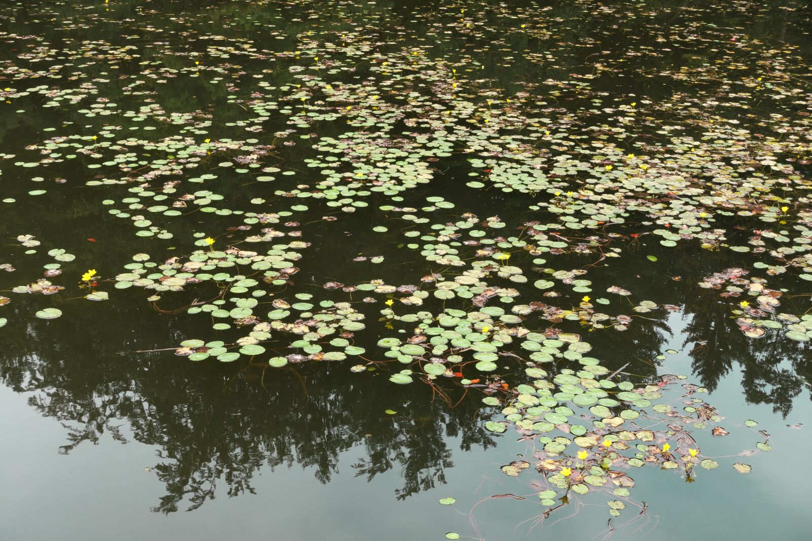 Sony Cyber-shot DSC-RX100 III sample photo. Lake, pond, water lilies photography