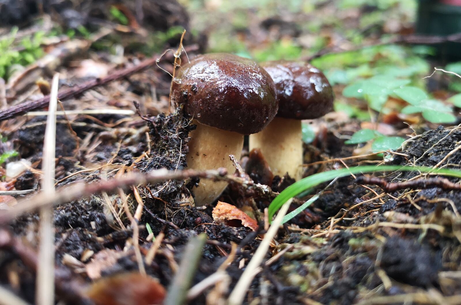 HUAWEI CLT-L29 sample photo. Two, wet, mushrooms photography