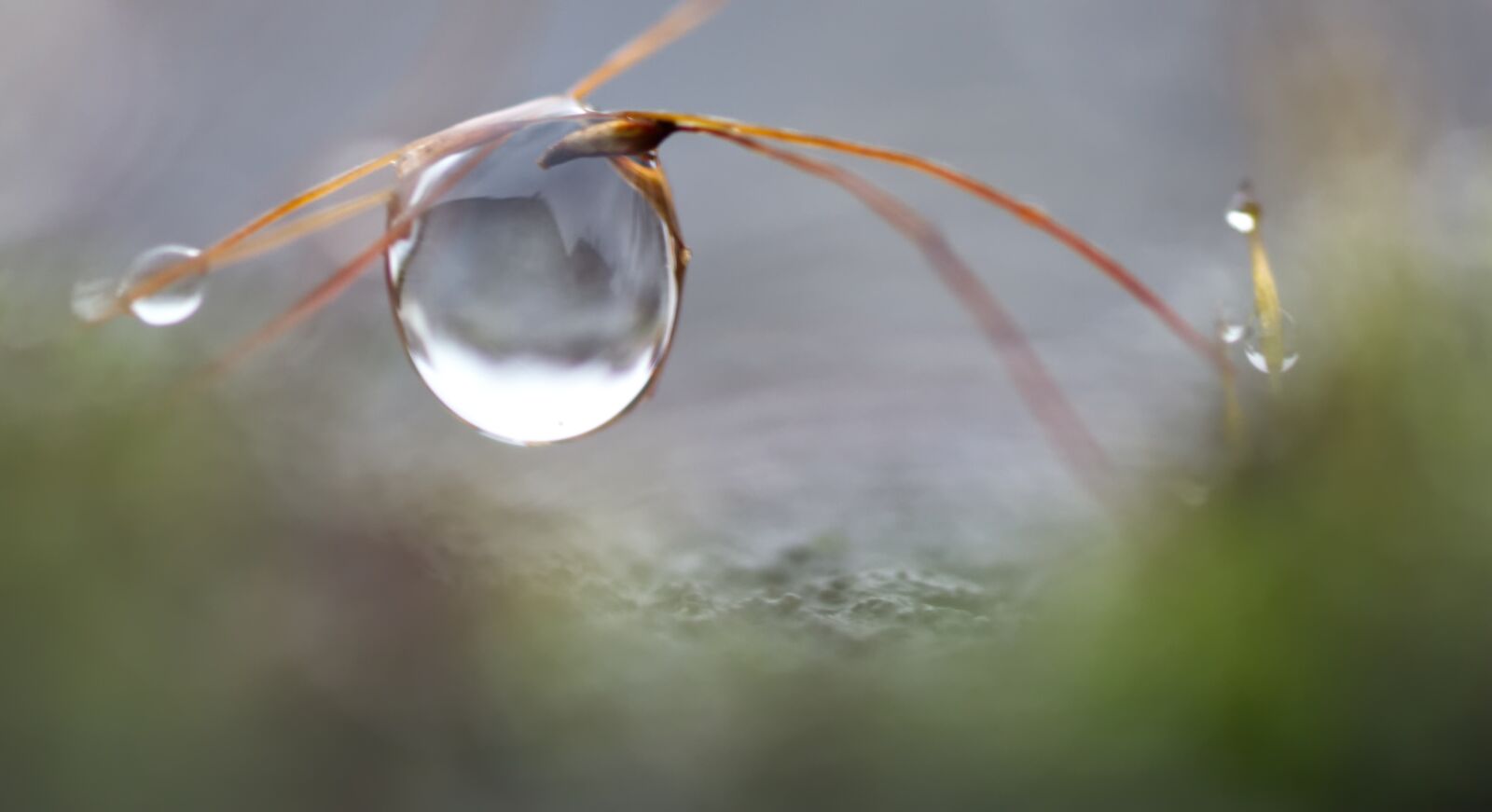 Nikon D3100 sample photo. Water, drop of water photography