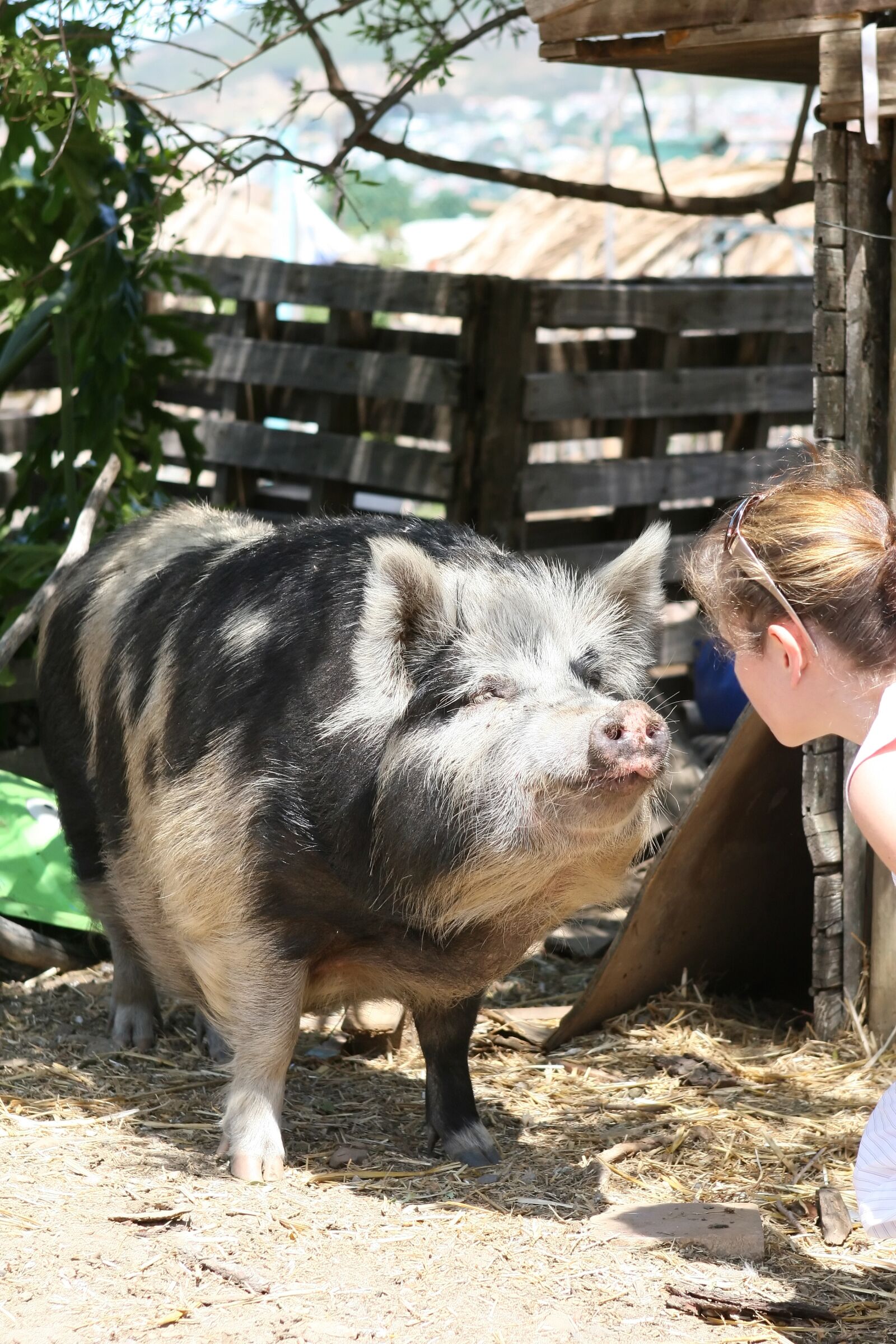 Canon EOS 30D sample photo. Animal, bacon, big photography