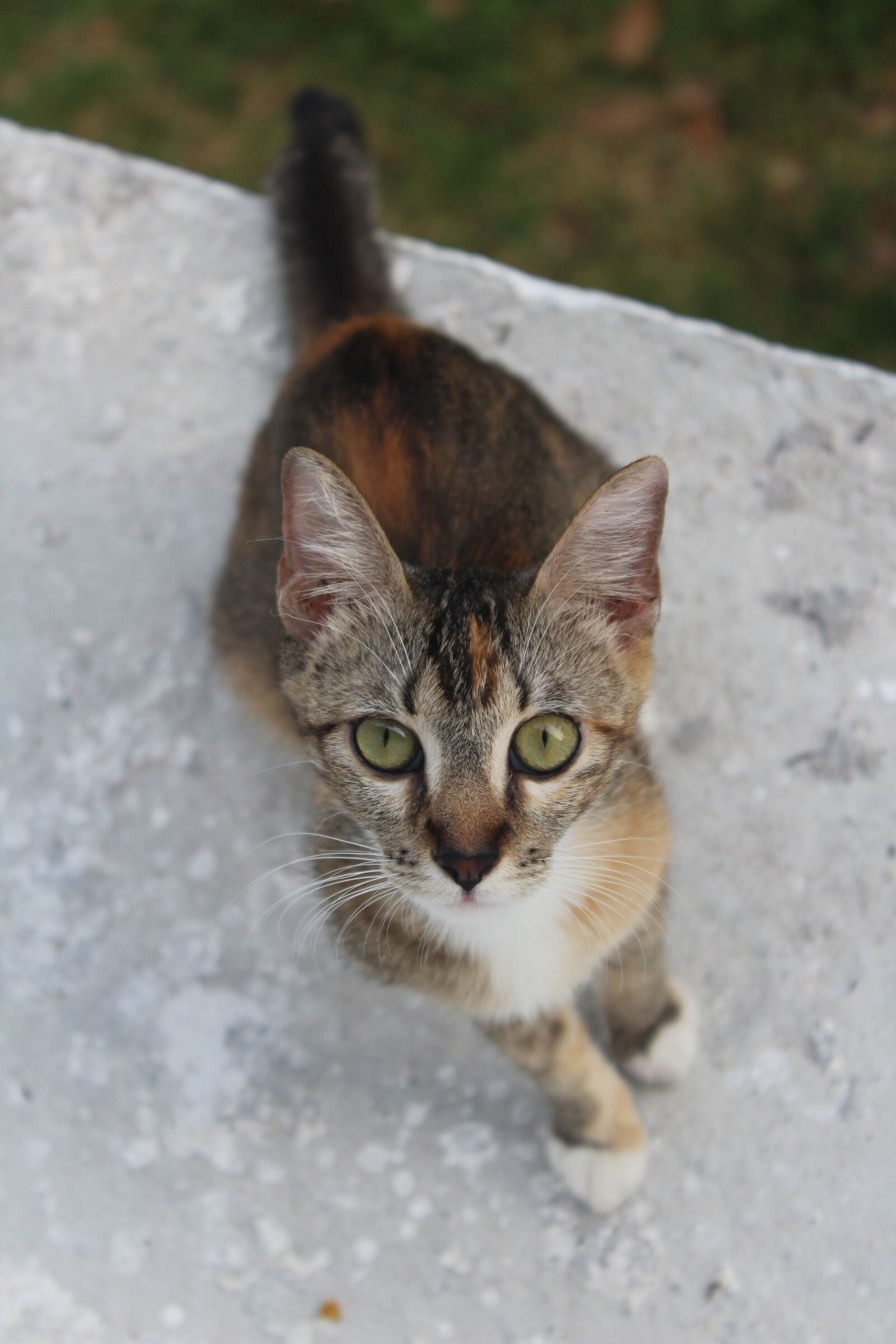 Canon EOS 1300D (EOS Rebel T6 / EOS Kiss X80) sample photo. Cat, hairy, feline photography