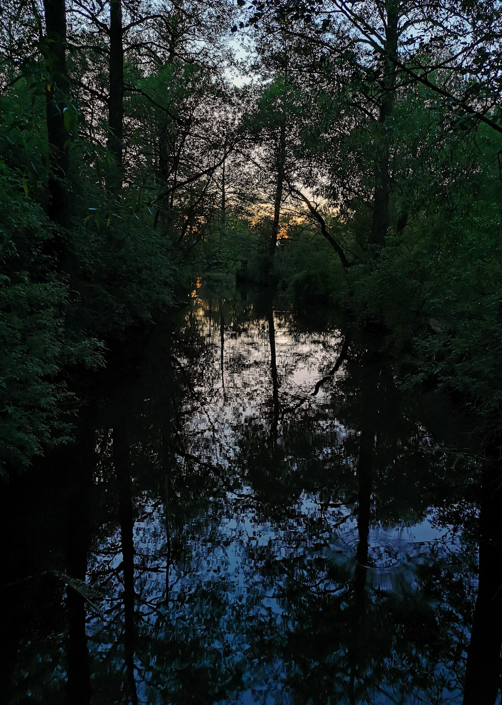 HUAWEI P30 sample photo. Water, trees, sunset photography