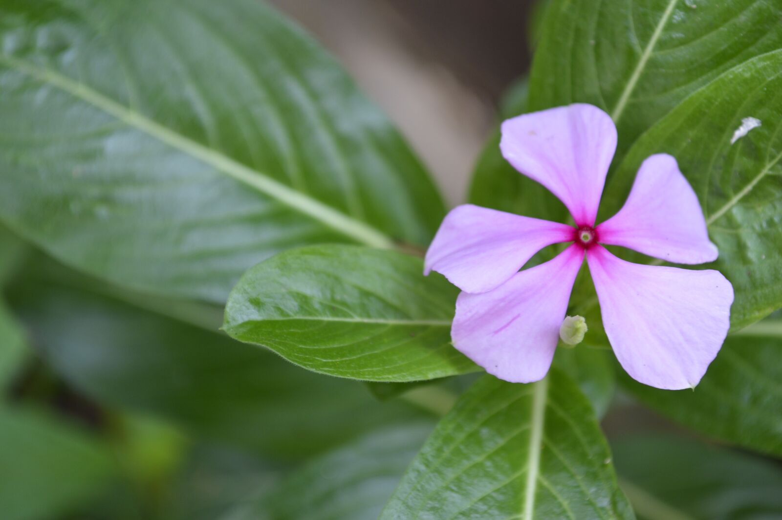 Nikon D3200 sample photo. Nature, flower, small flower photography