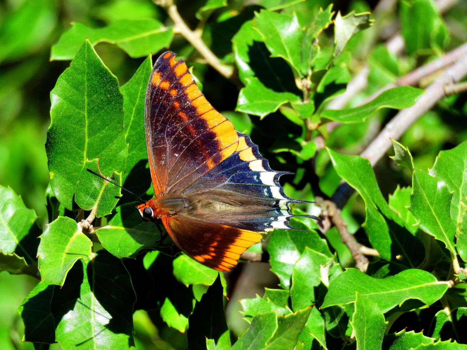 Canon PowerShot SX60 HS sample photo. Strawberry tree butterfly, charaxes photography