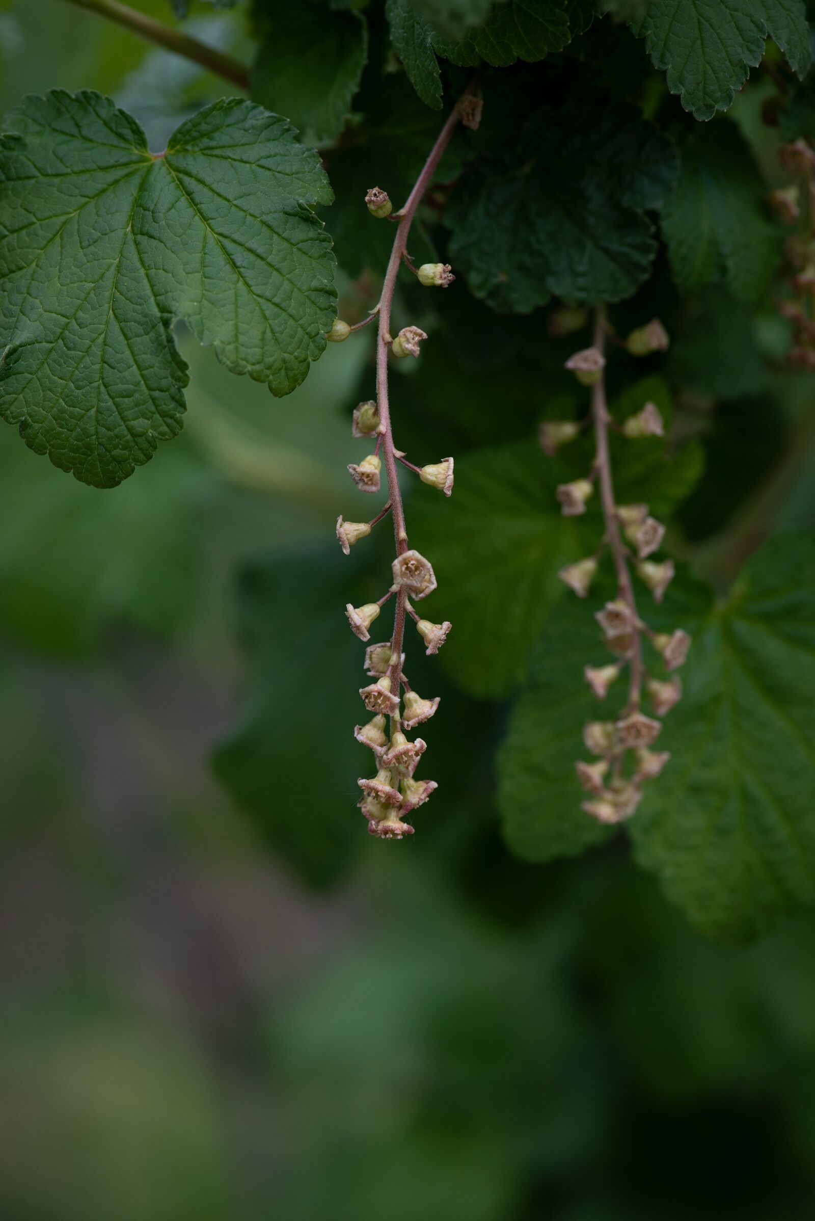 Nikon D750 sample photo. Garden, vegetable garden, currant photography