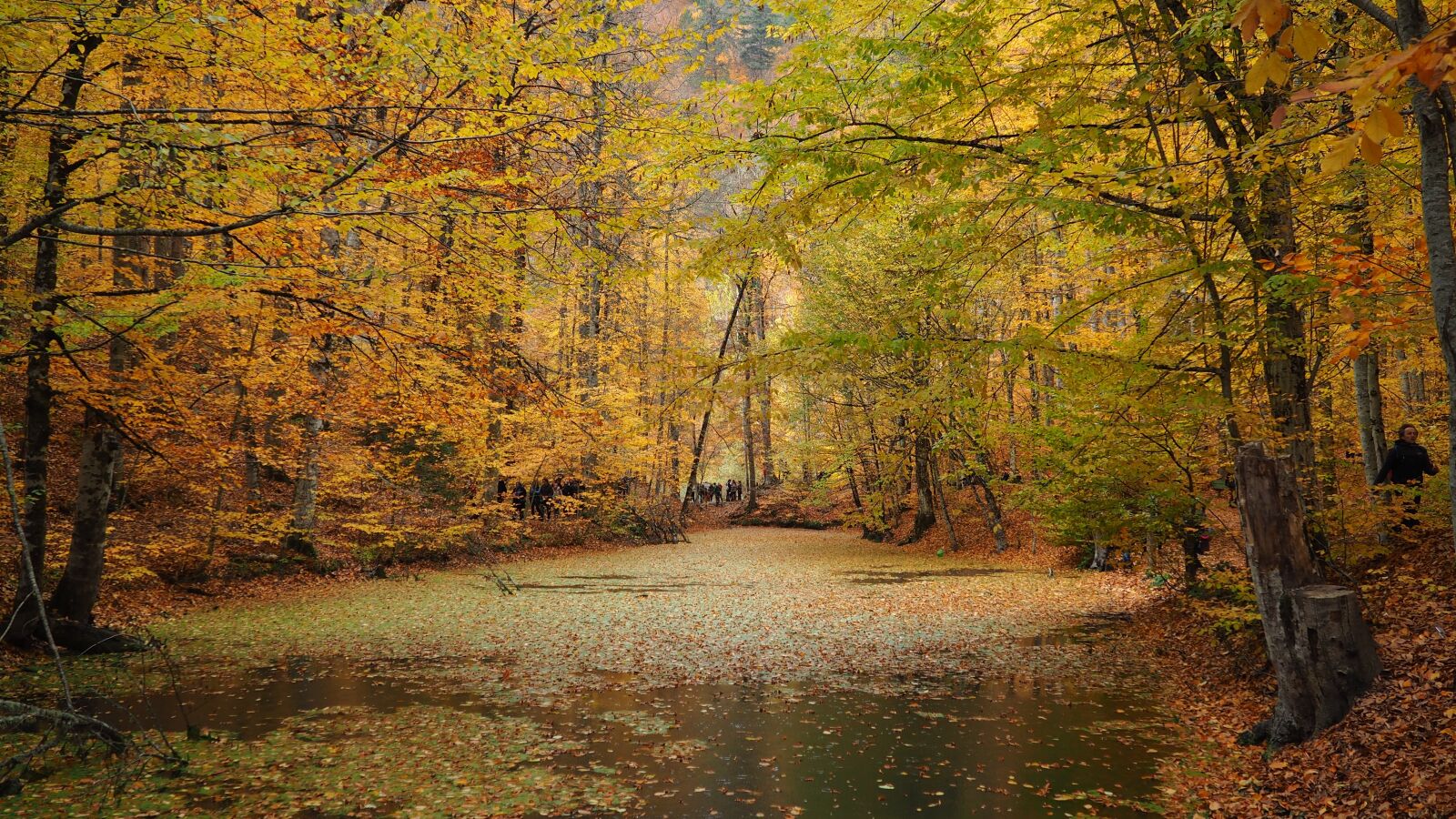 Olympus OM-D E-M10 sample photo. Autumn, lake, nature photography