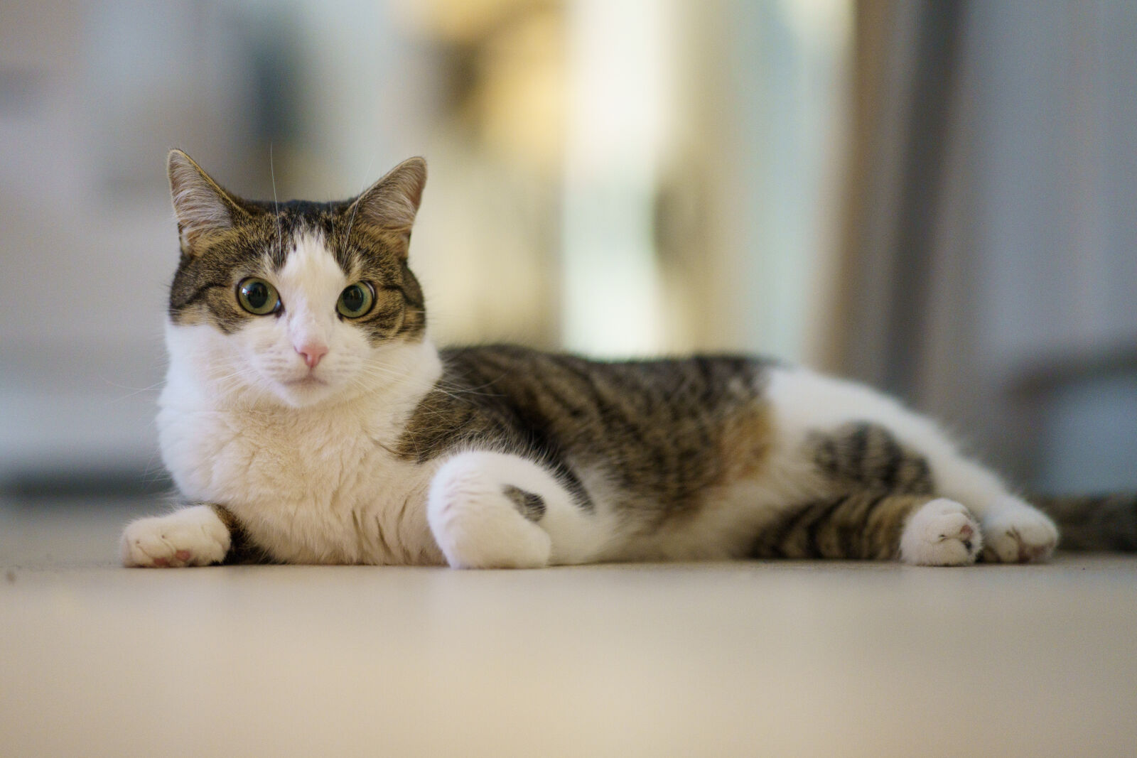 Sony a7R IV + Samyang AF 85mm F1.4 II sample photo. Cat relaxing photography