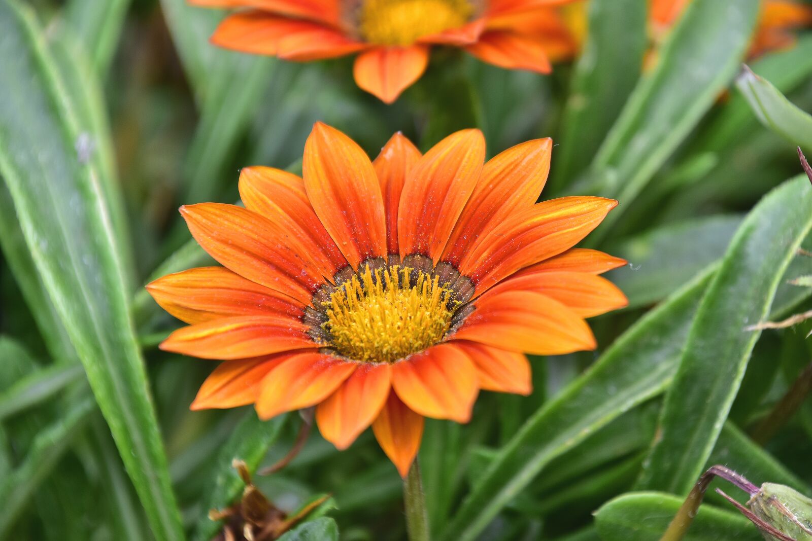 Nikon D7200 sample photo. Flora, garden, nature photography