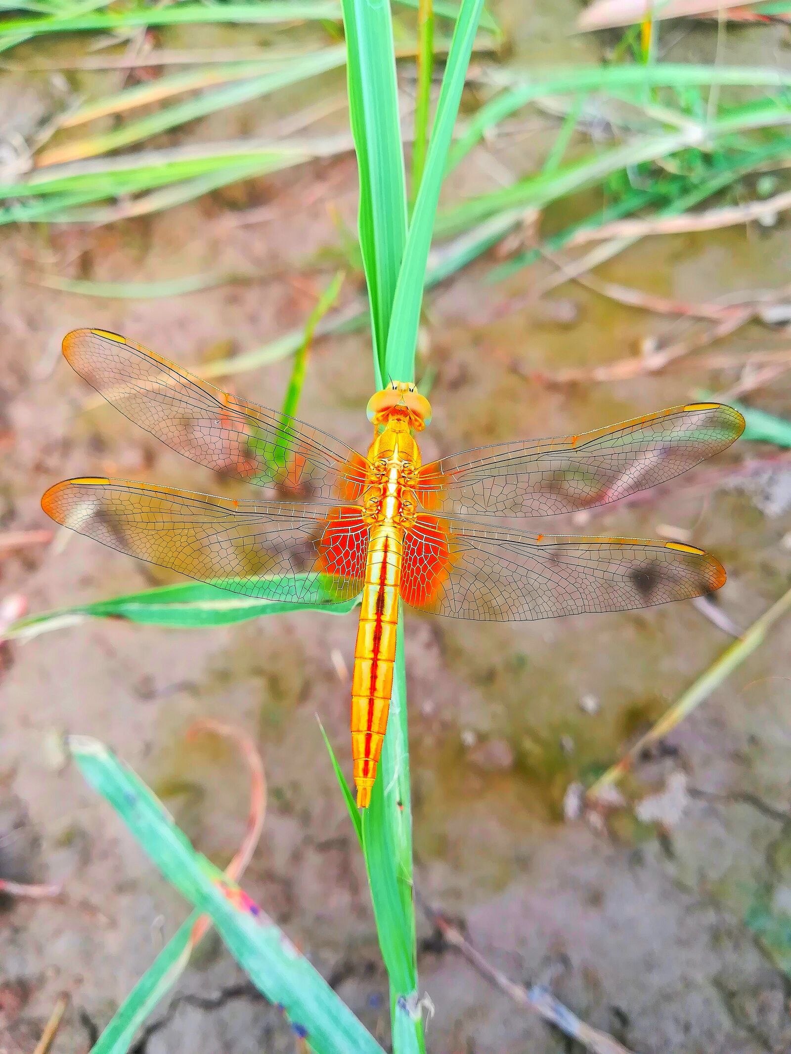 HUAWEI P10 lite sample photo. Dragonfly, yellow, nature photography