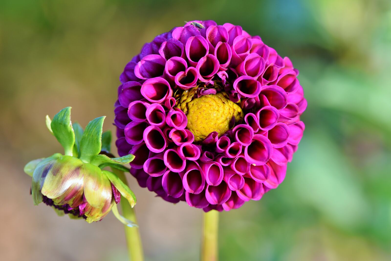 Nikon D7200 sample photo. Dahlia, dahlias bud, flower photography