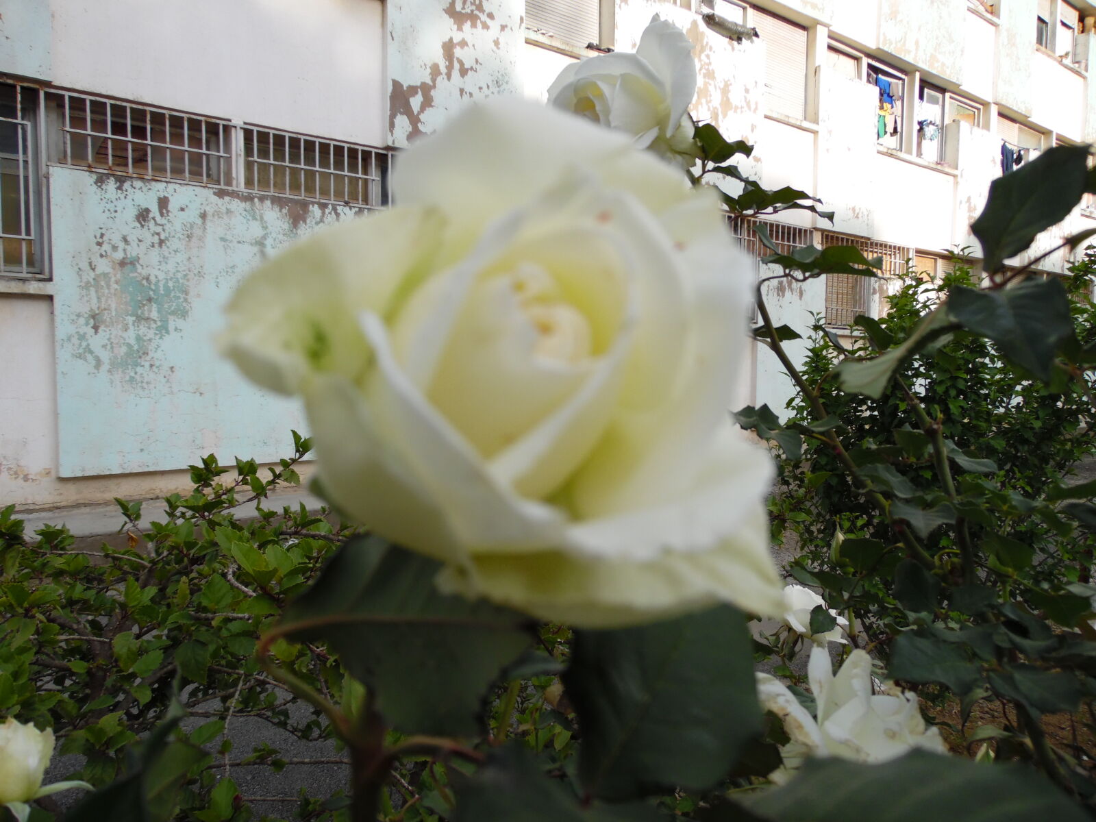 Samsung WB1100F/WB1101F/WB1102F sample photo