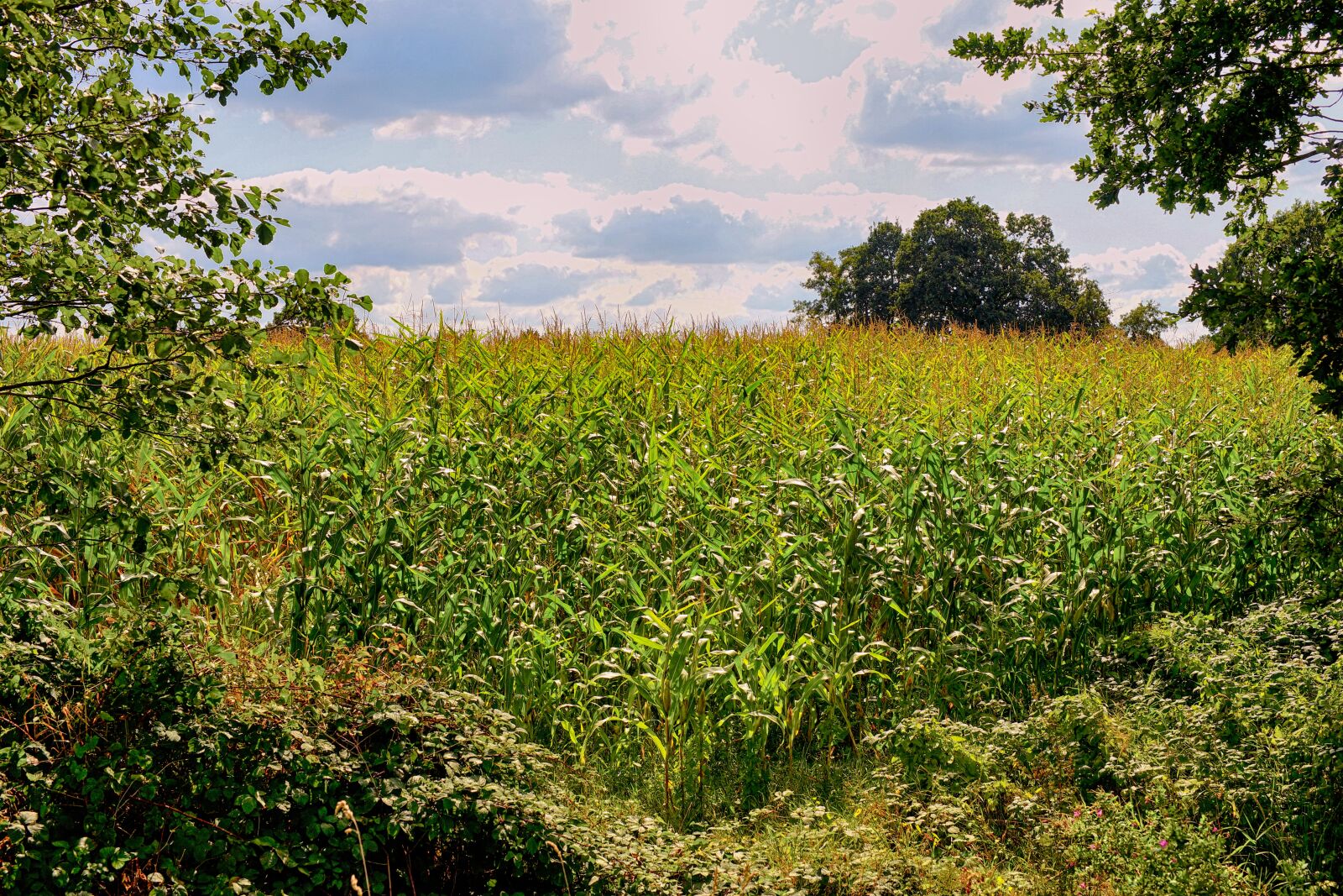 Sony a99 II sample photo. Corn, cornfield, agriculture photography