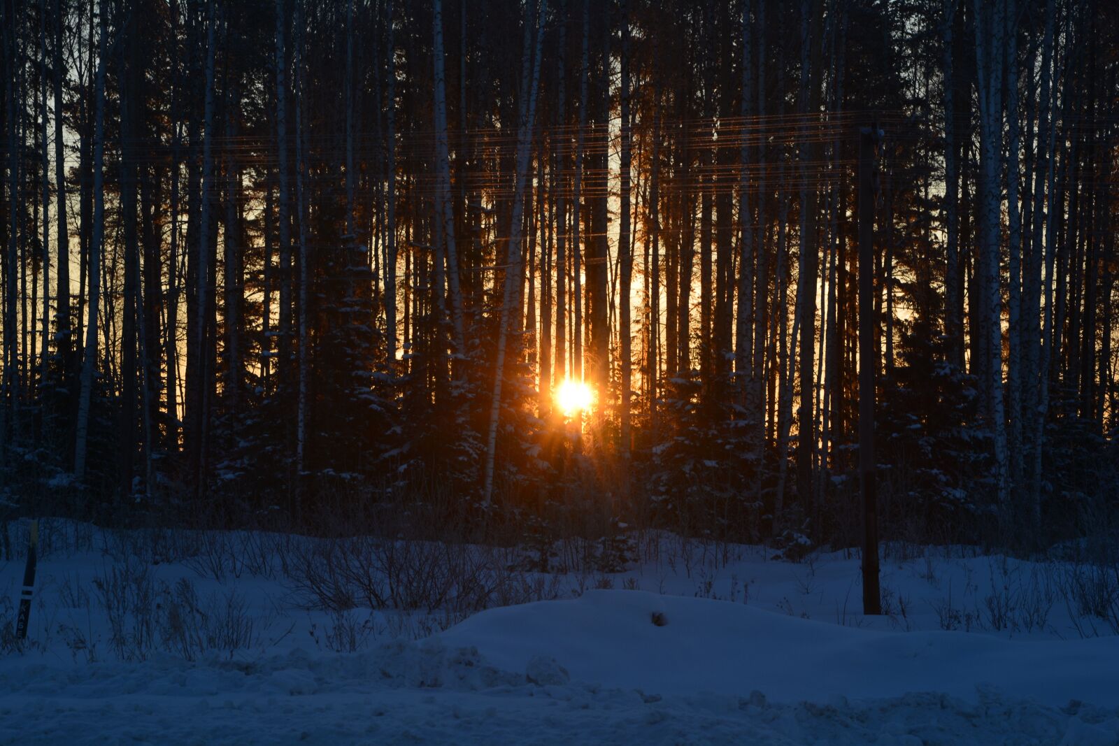 Nikon D5200 sample photo. Winter, tree, nature photography