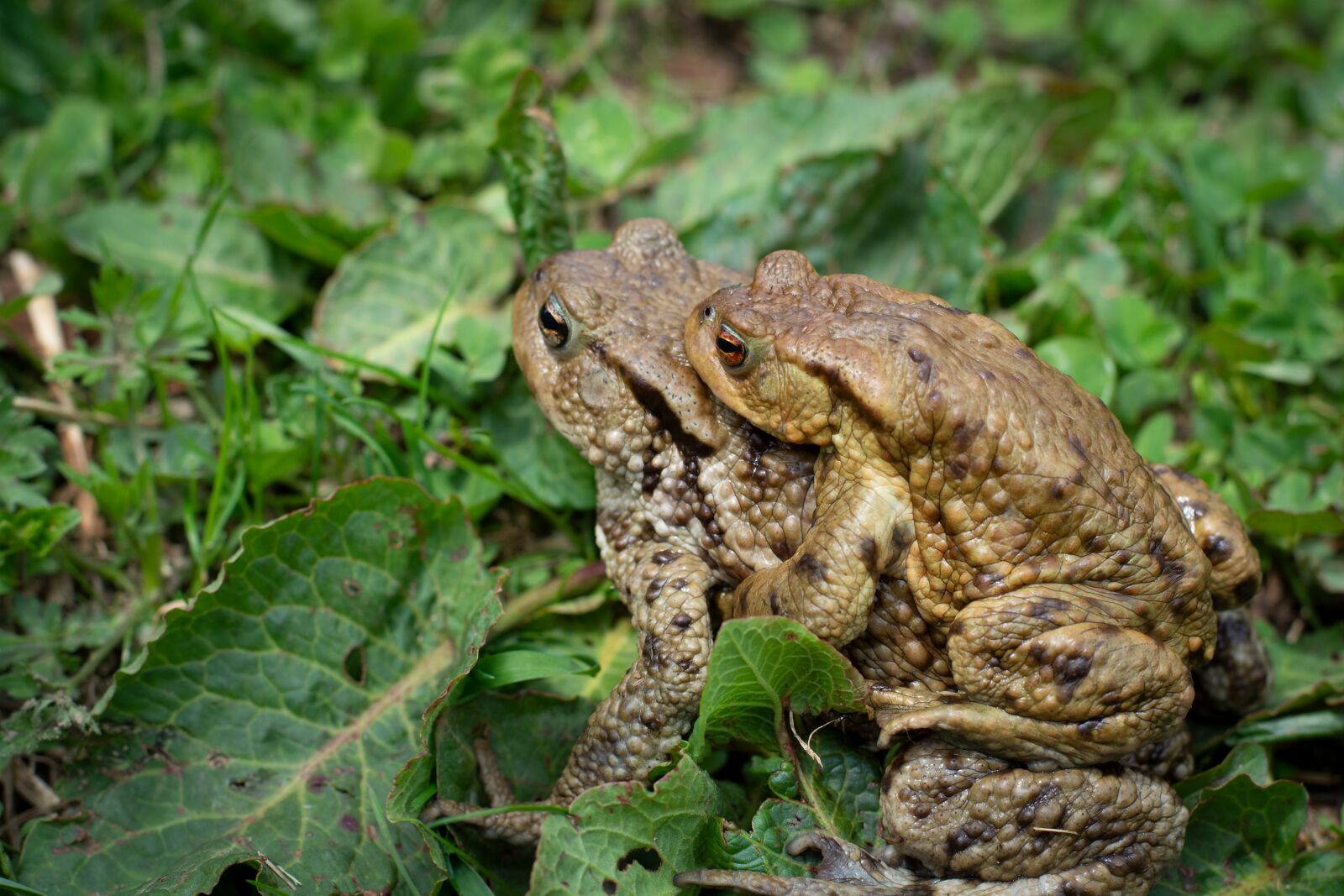 Nikon D7100 sample photo. Toads, nature, mating photography