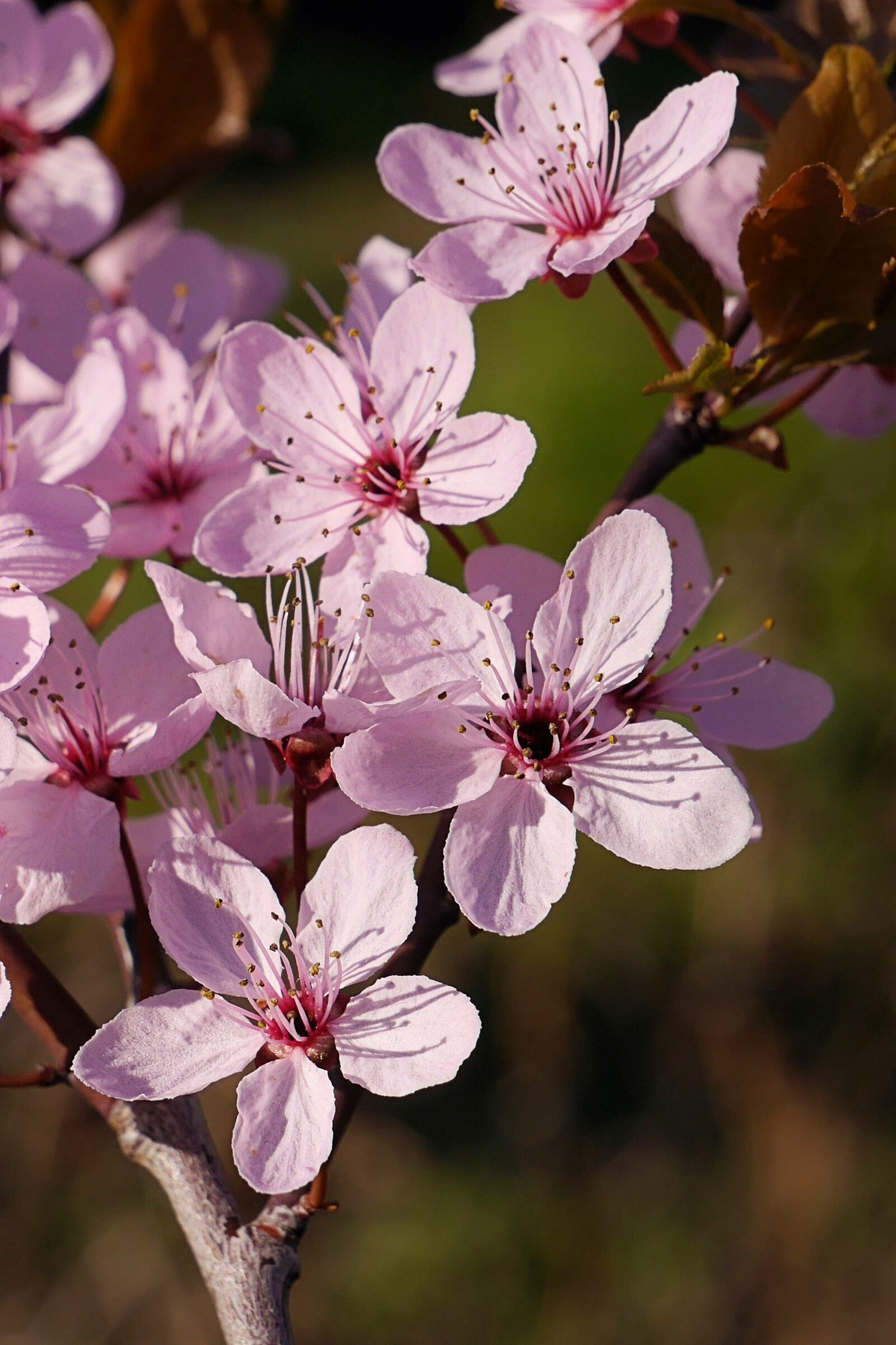 Panasonic Lumix DMC-G6 sample photo. Spring, flowers, tree blossoms photography