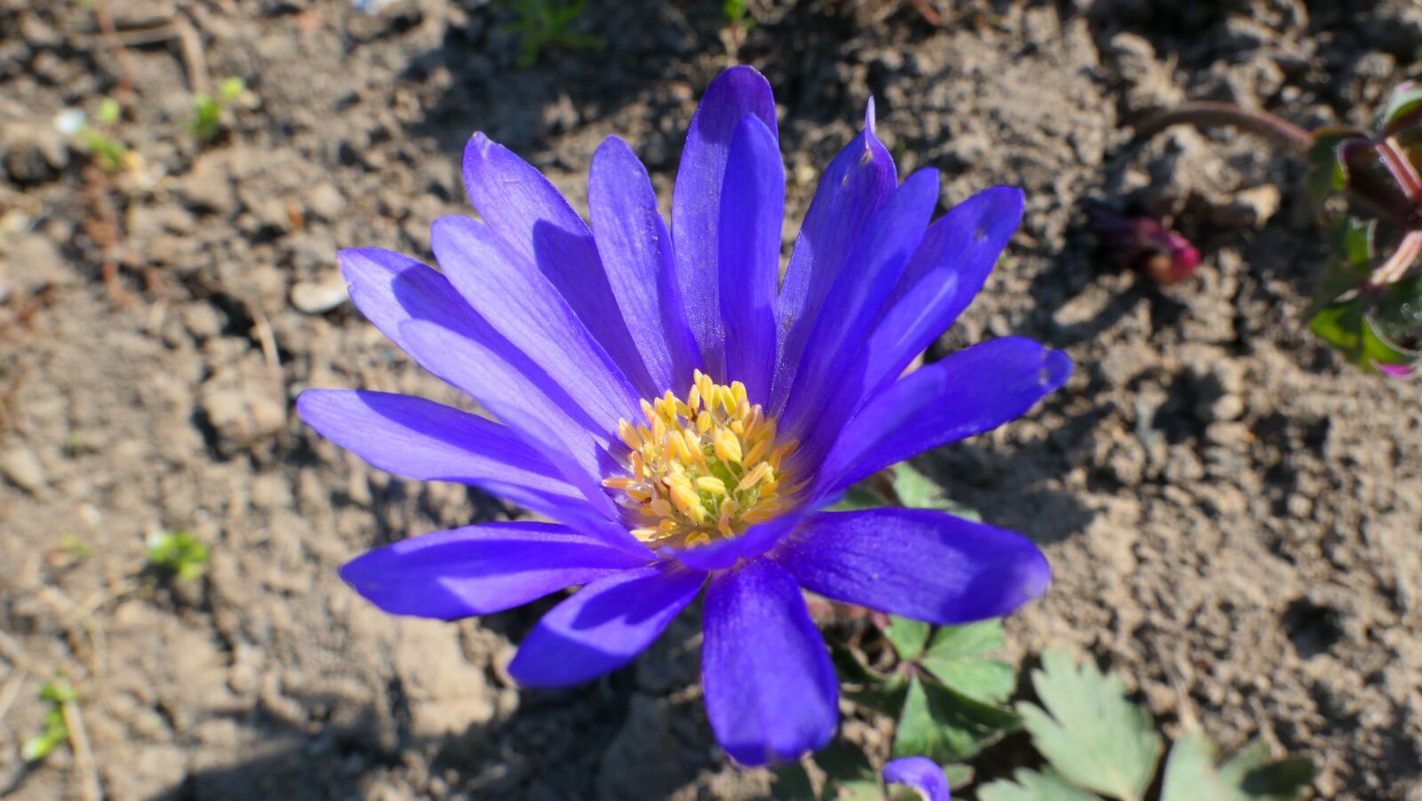 Panasonic Lumix DMC-LX10 (Lumix DMC-LX15) sample photo. Anemone, flower, blue photography