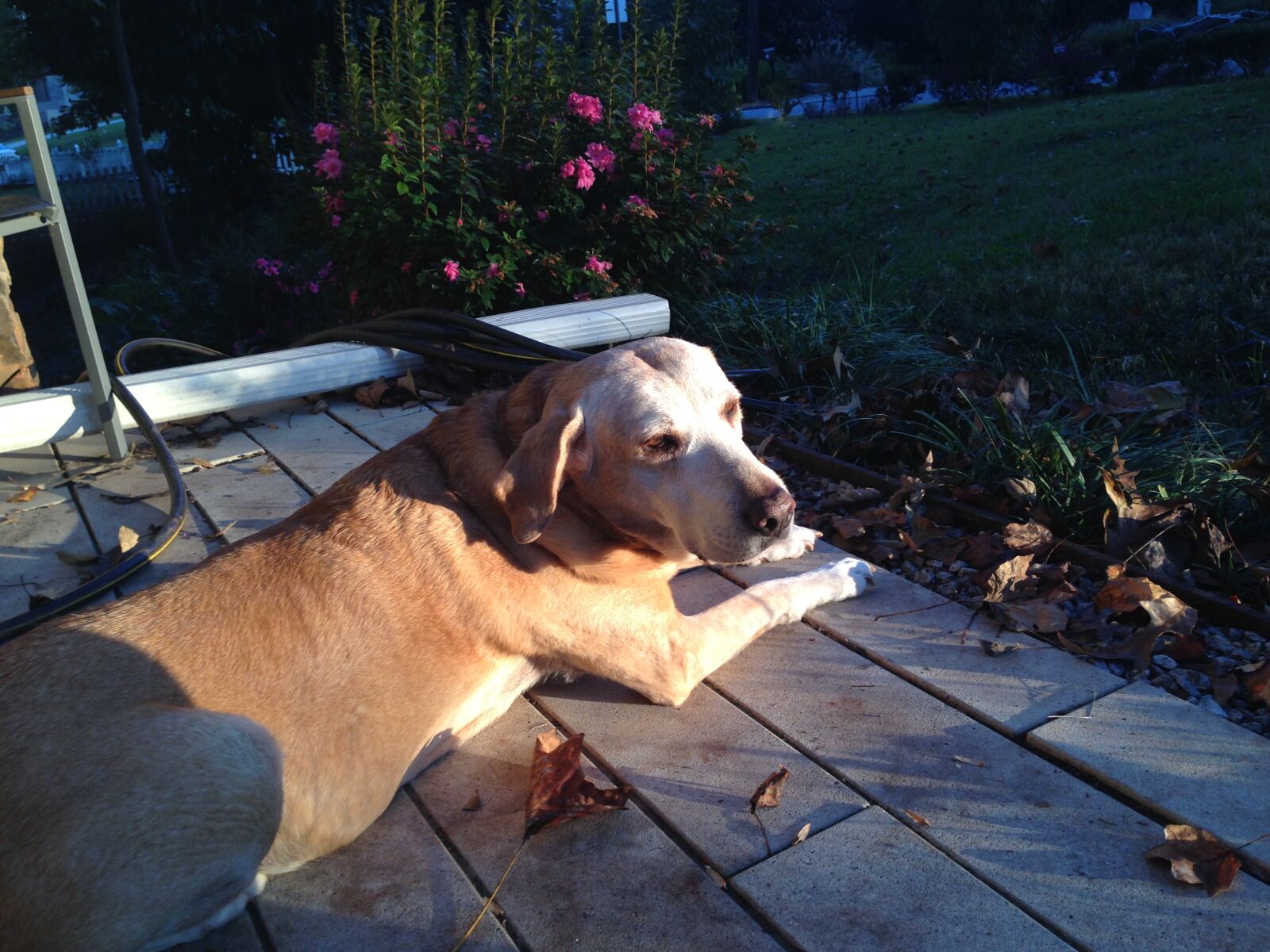 iPhone 5c back camera 4.12mm f/2.4 sample photo. Dog, and, sunshine photography
