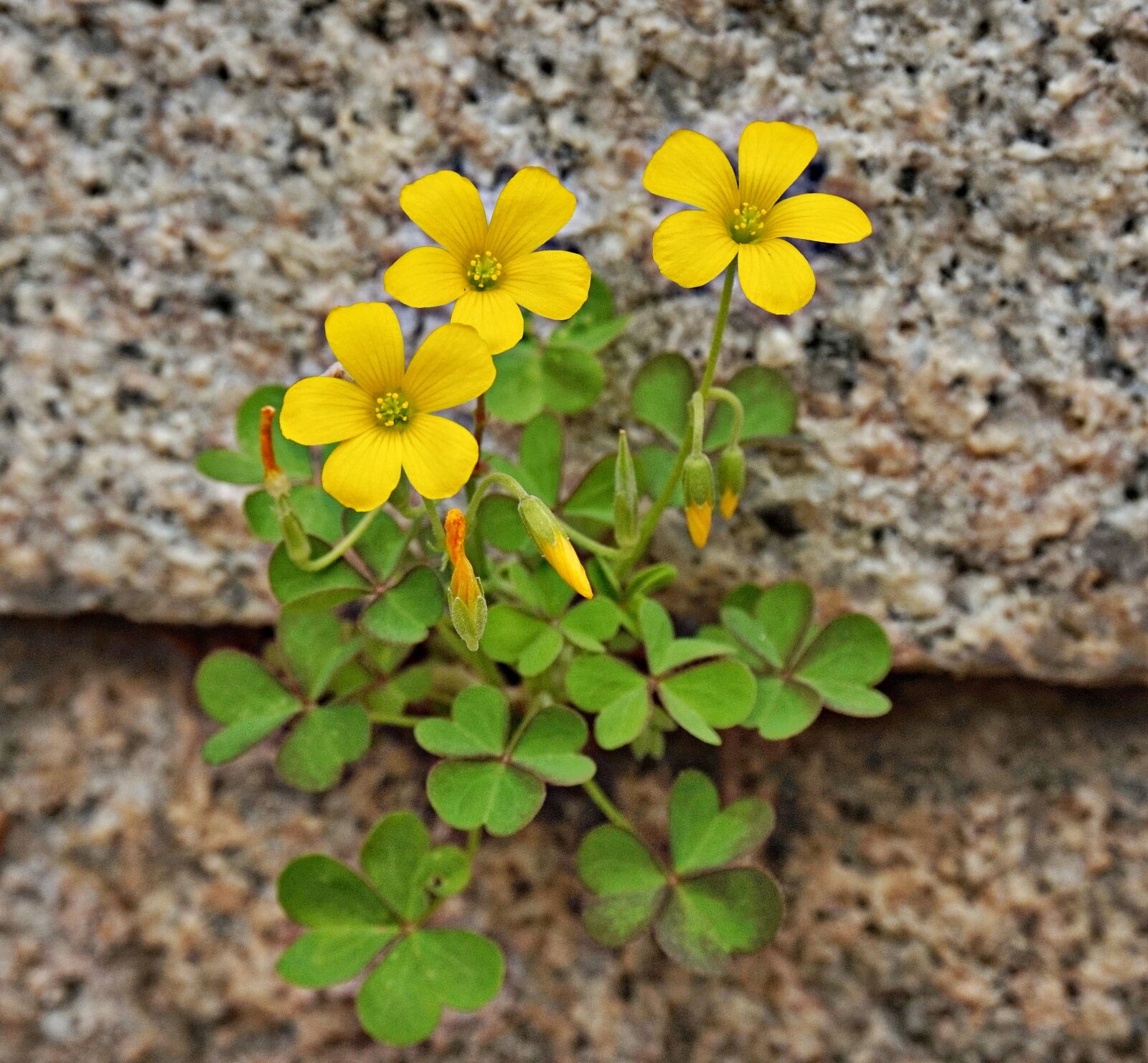 Sony Alpha a5000 (ILCE 5000) sample photo. Plants, flowers, nature photography