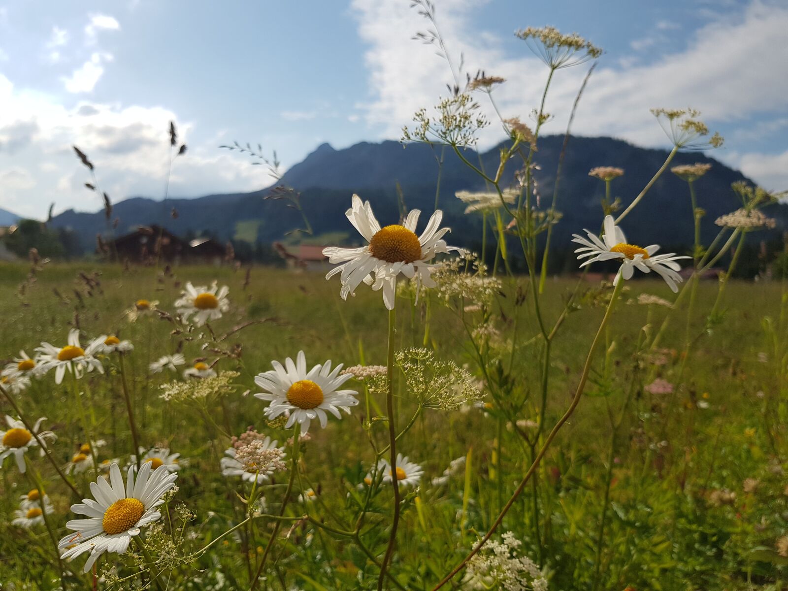 Samsung SM-G955F sample photo. Flower meadow, margarithe, time photography