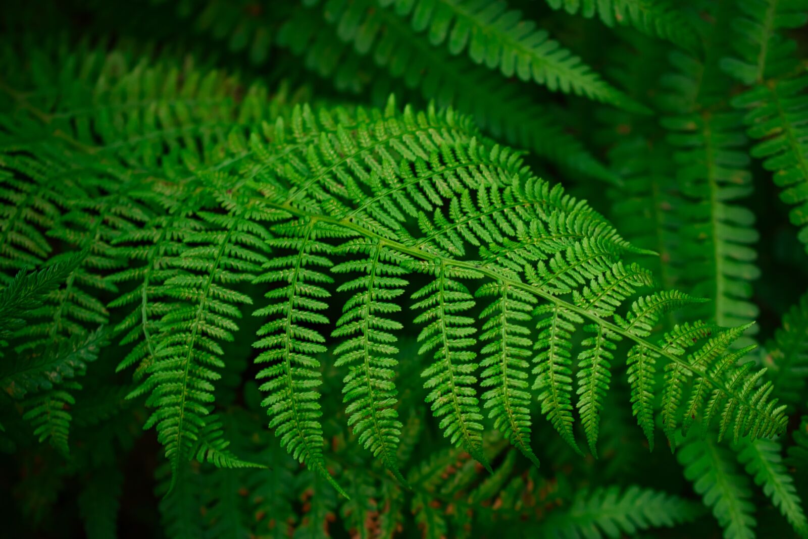 Nikon D3400 sample photo. Fern, leaves, green photography