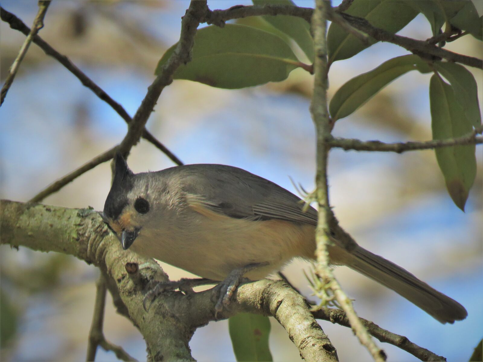 Canon PowerShot SX60 HS sample photo. Bird, tree, outdoors photography