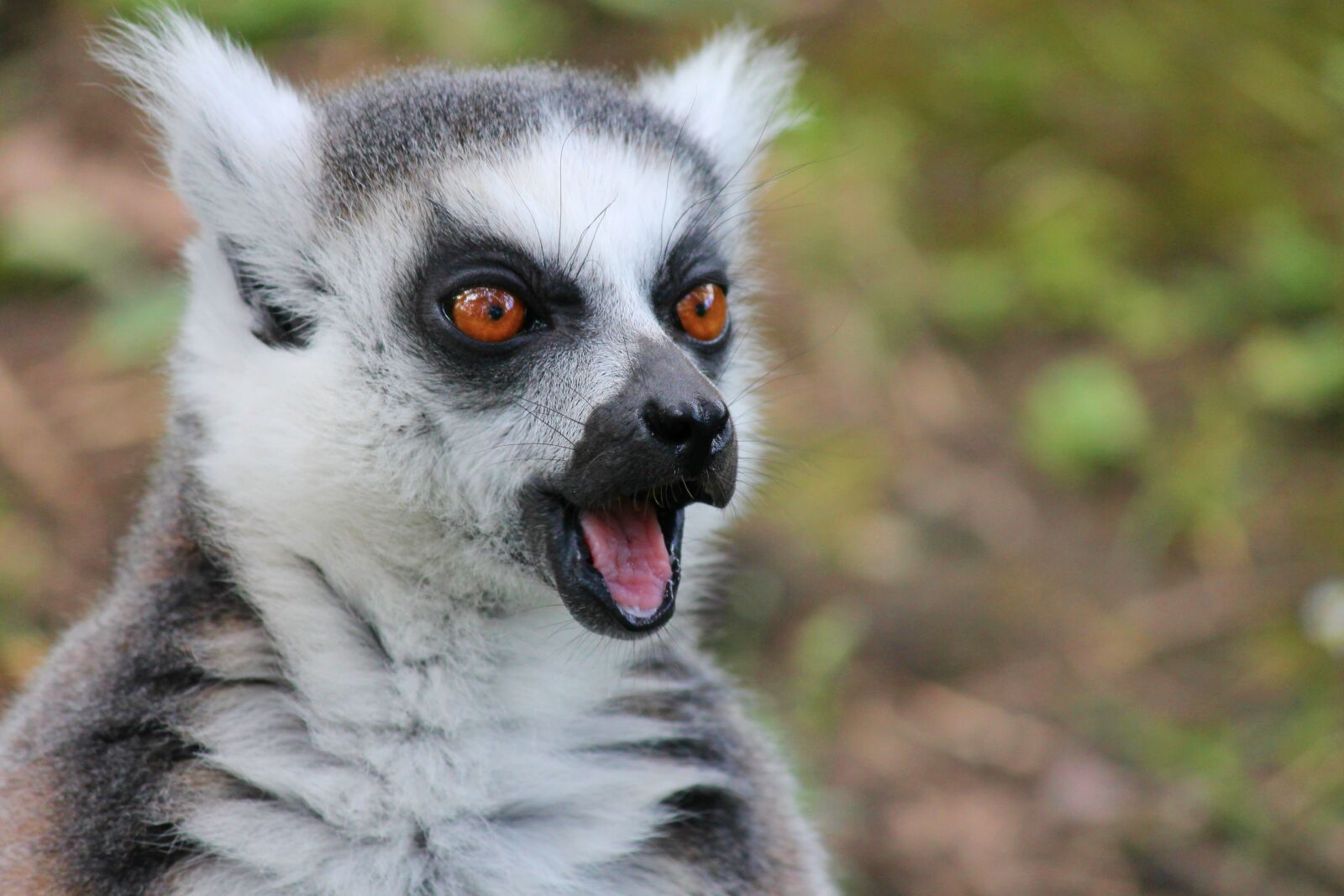 Canon EOS 1100D (EOS Rebel T3 / EOS Kiss X50) sample photo. Maki, lemur, lemur monkey photography