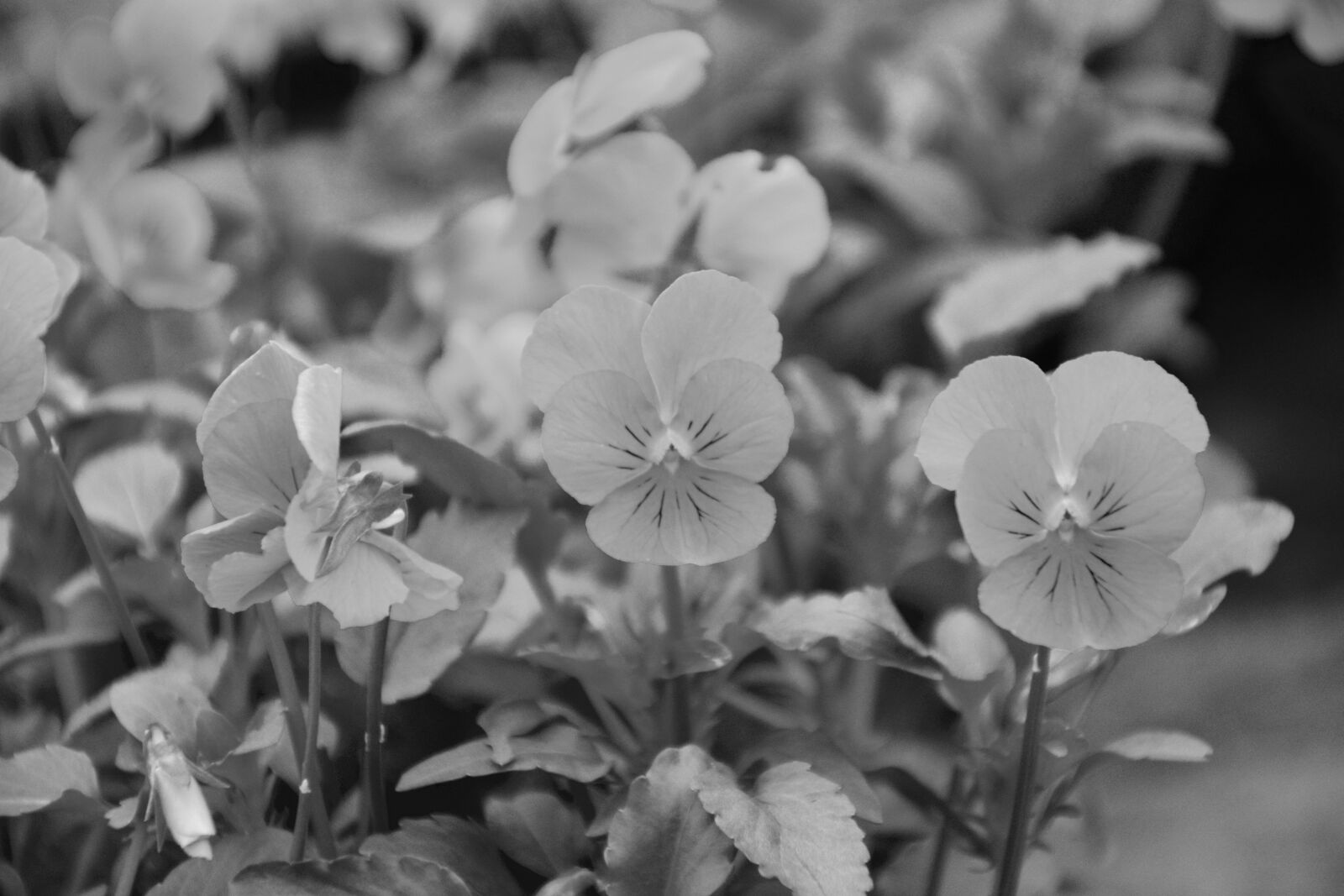 Nikon D5200 sample photo. Flowers, photo black white photography
